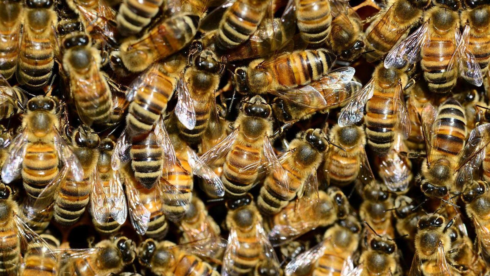 Los expertos detectaron 13 tipos de microplásticos diferentes en el cuerpo de las abejas.