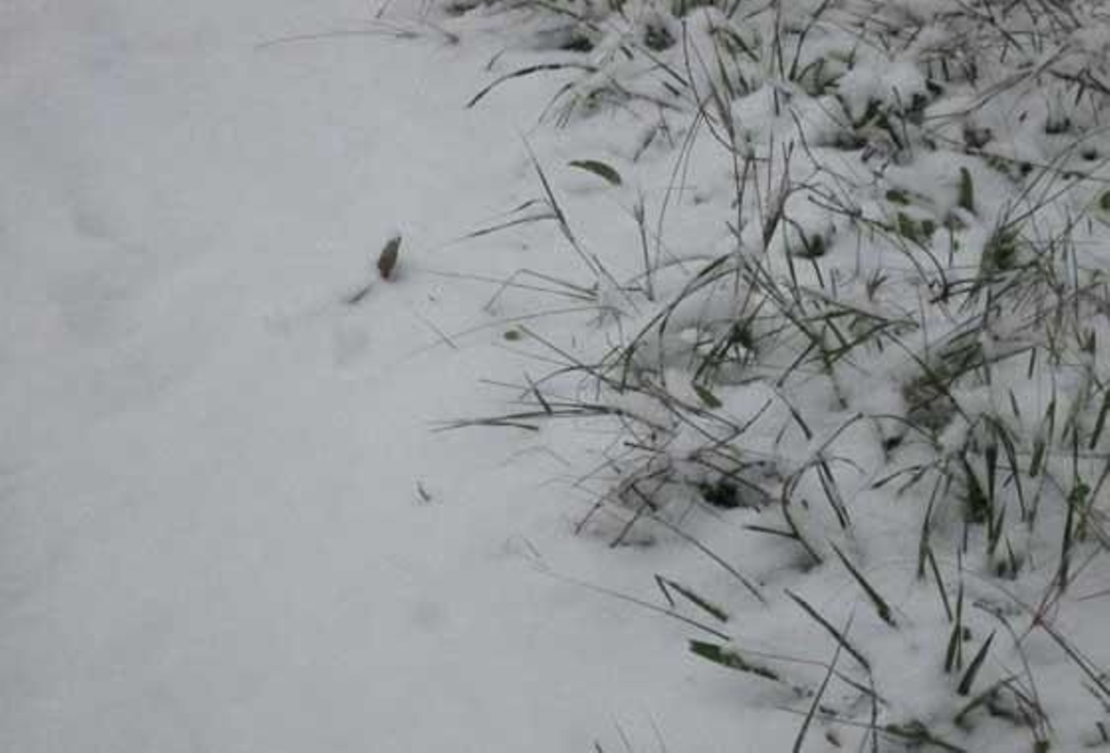 Intensa nevada en Constantina (enero 2010)