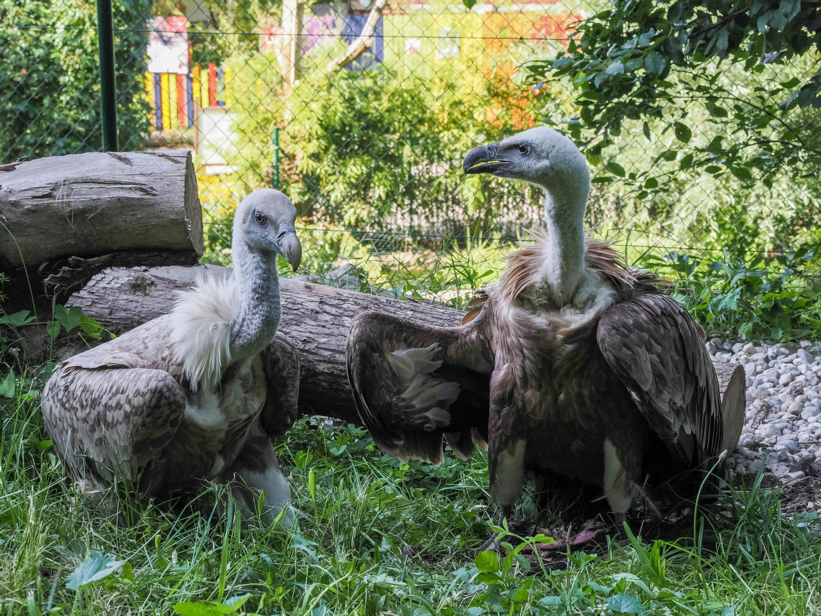 Dos de los buitres, en el zoo de Salzburgo.