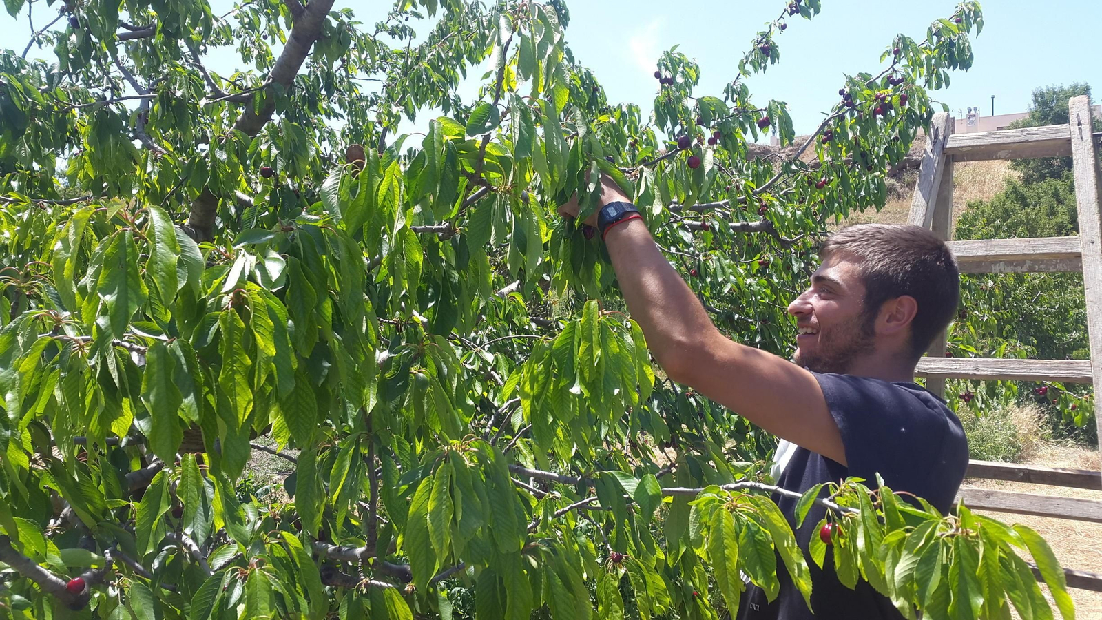Esta misma semana se ha comenzado con la recogida de la cereza más temprana en la comarca de Nacimiento, cuyas producciones se concentran principalmente en Abrucena y Abla.