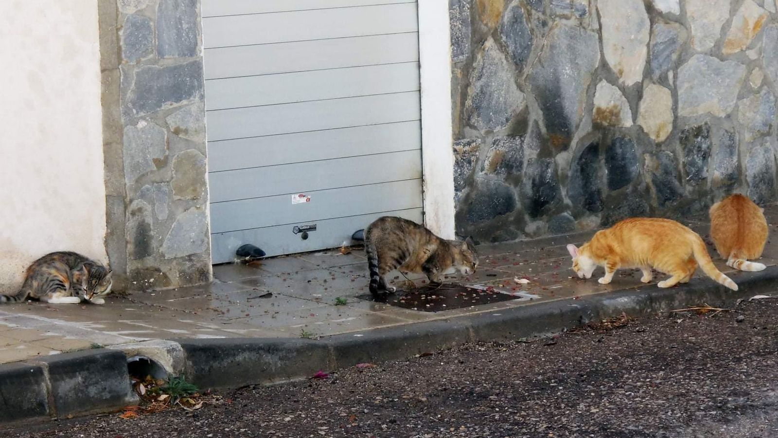 Control de las colonias de gatos ferales, los conocidos como gatos "callejeros".