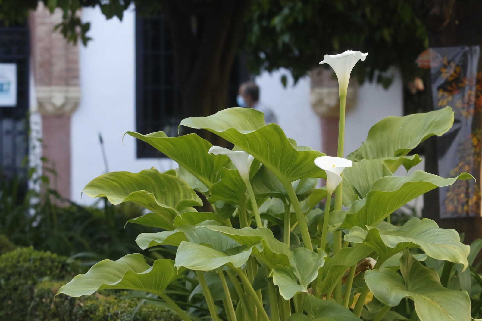Ruta Judería - San Francisco de los Patios de Córdoba, en imágenes