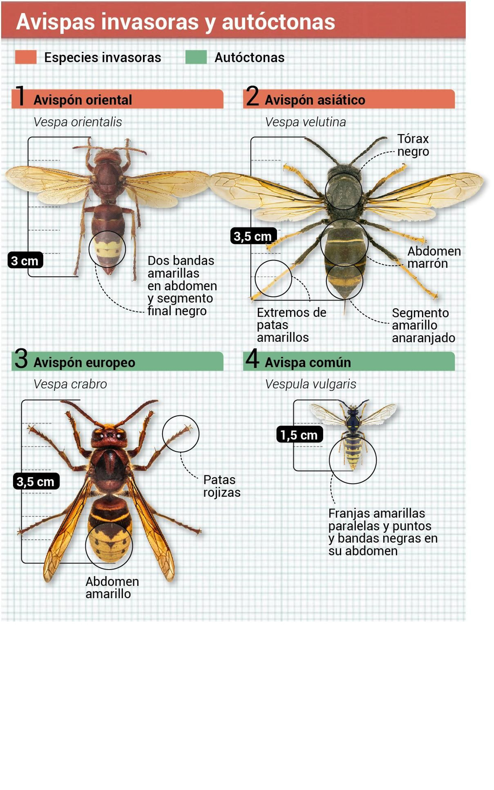 Tipos de avispas Tipos de avispas