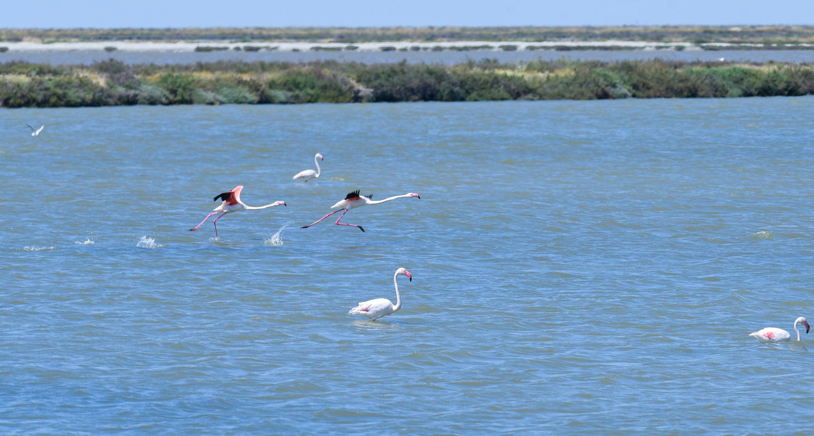 La visita del presidente de la Junta de Andalucía a la finca Veta la Palma, en imágenes