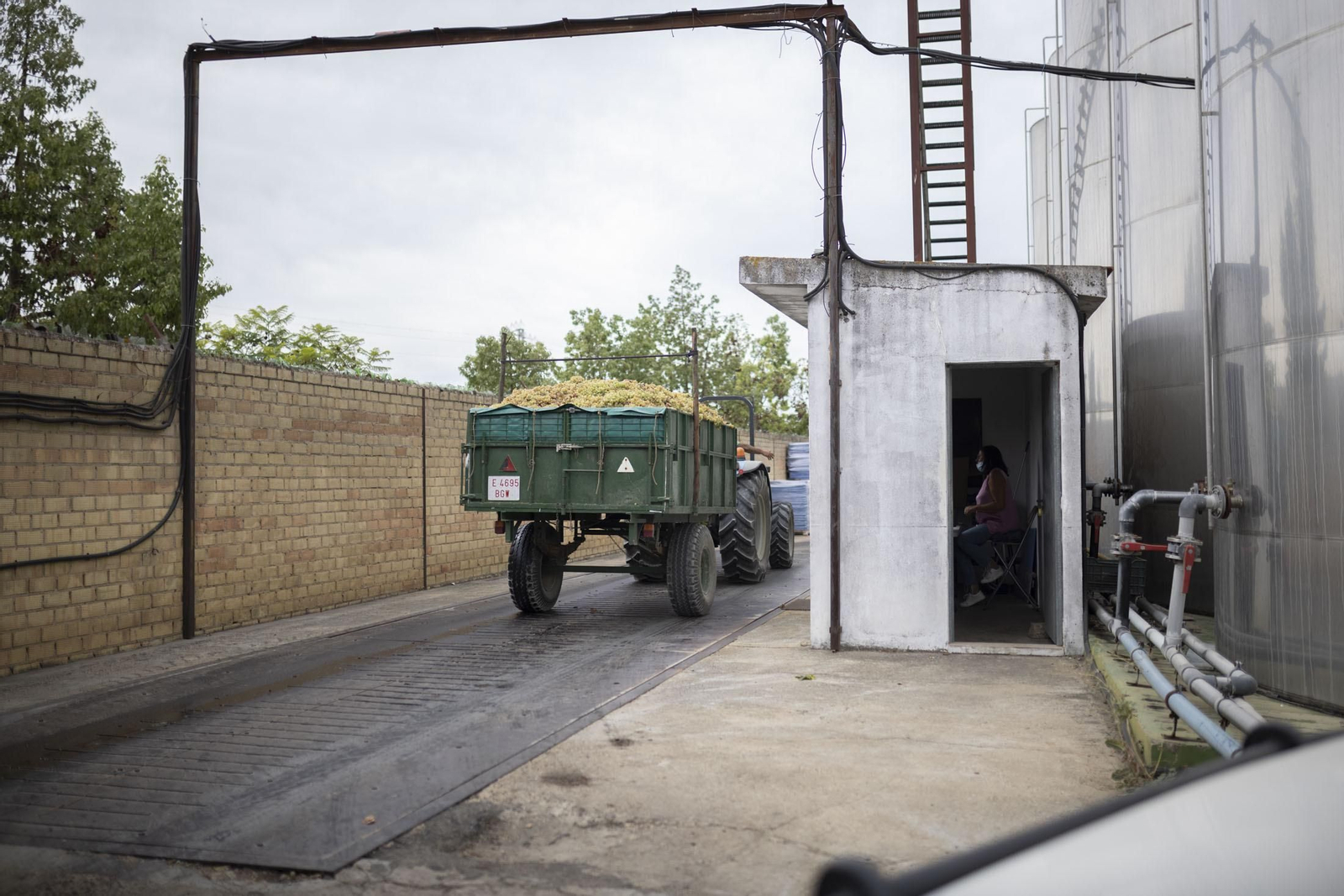 Imágenes de la vendimia en el Condado de Huelva