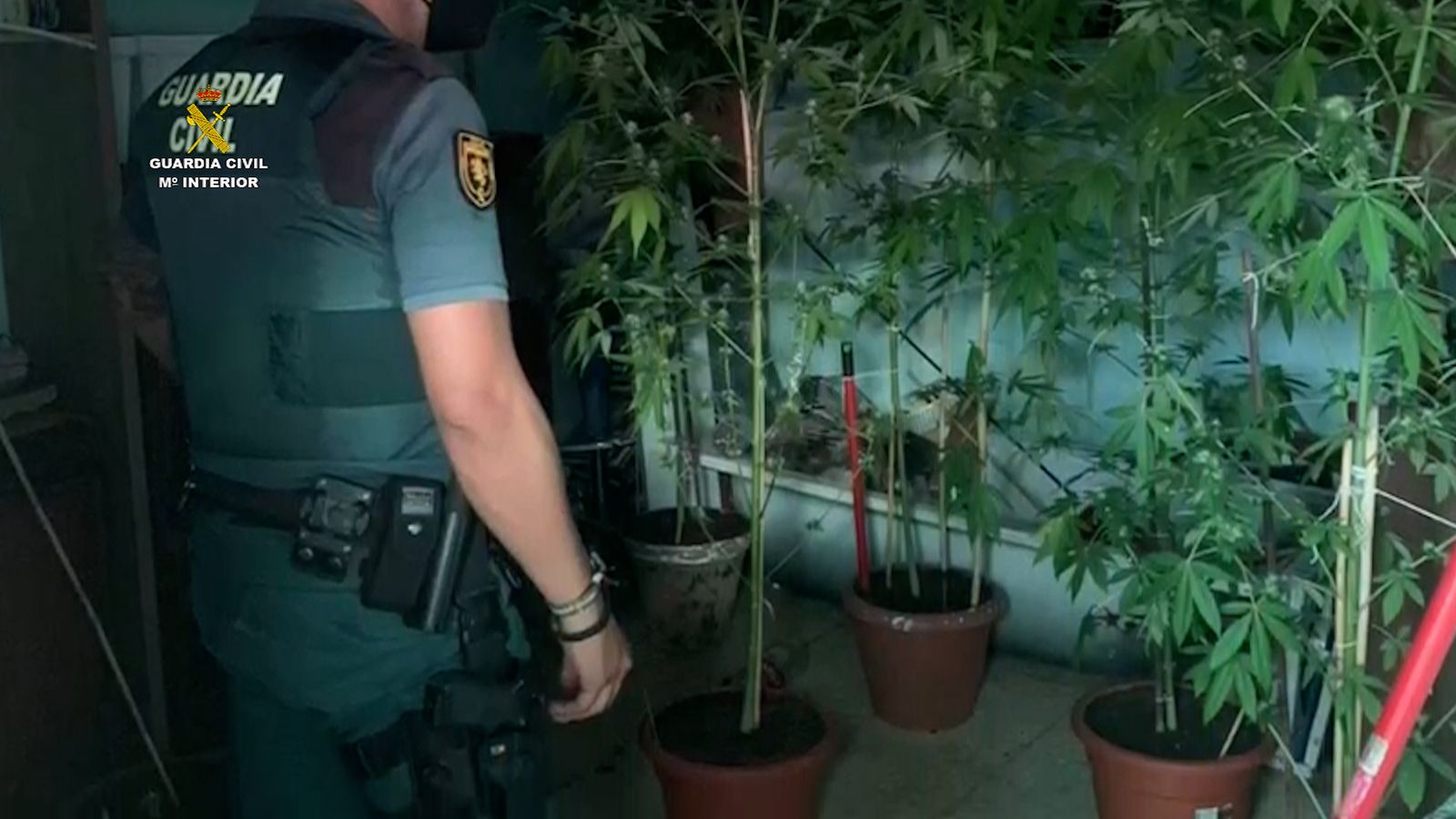 Plantación de marihuana desmantelada en Doña Mencía.