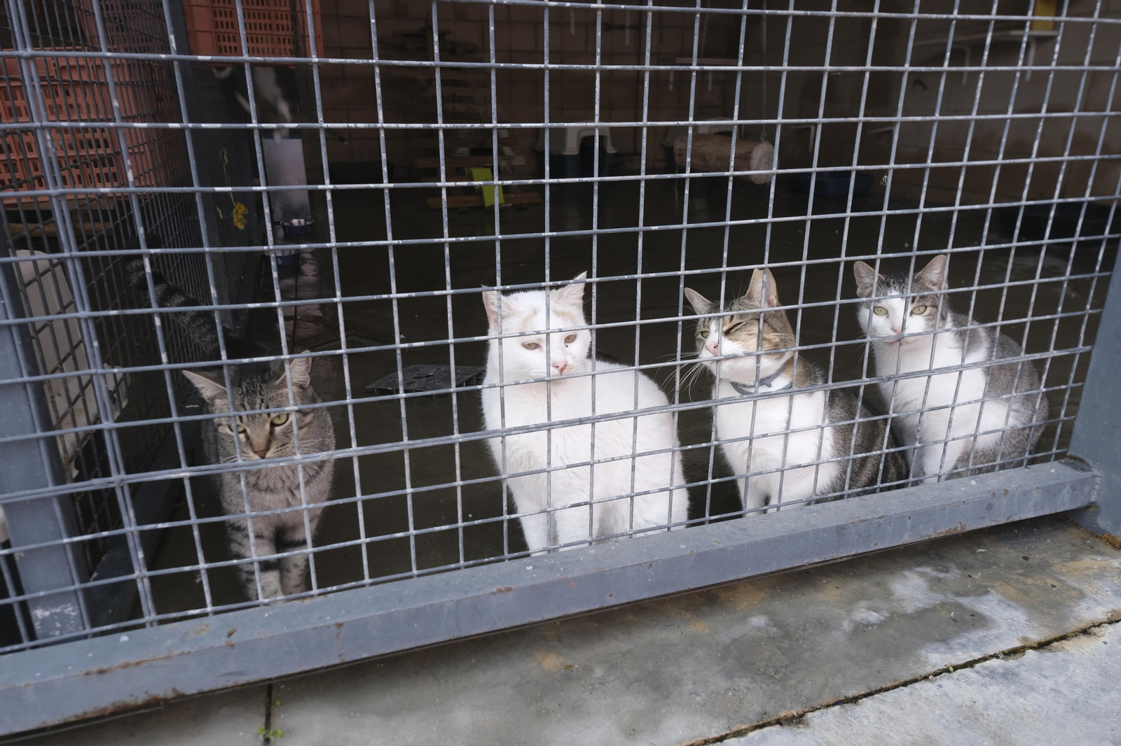 Un paseo por el Centro de Salud y Bienestar Animal de Córdoba, en imágenes