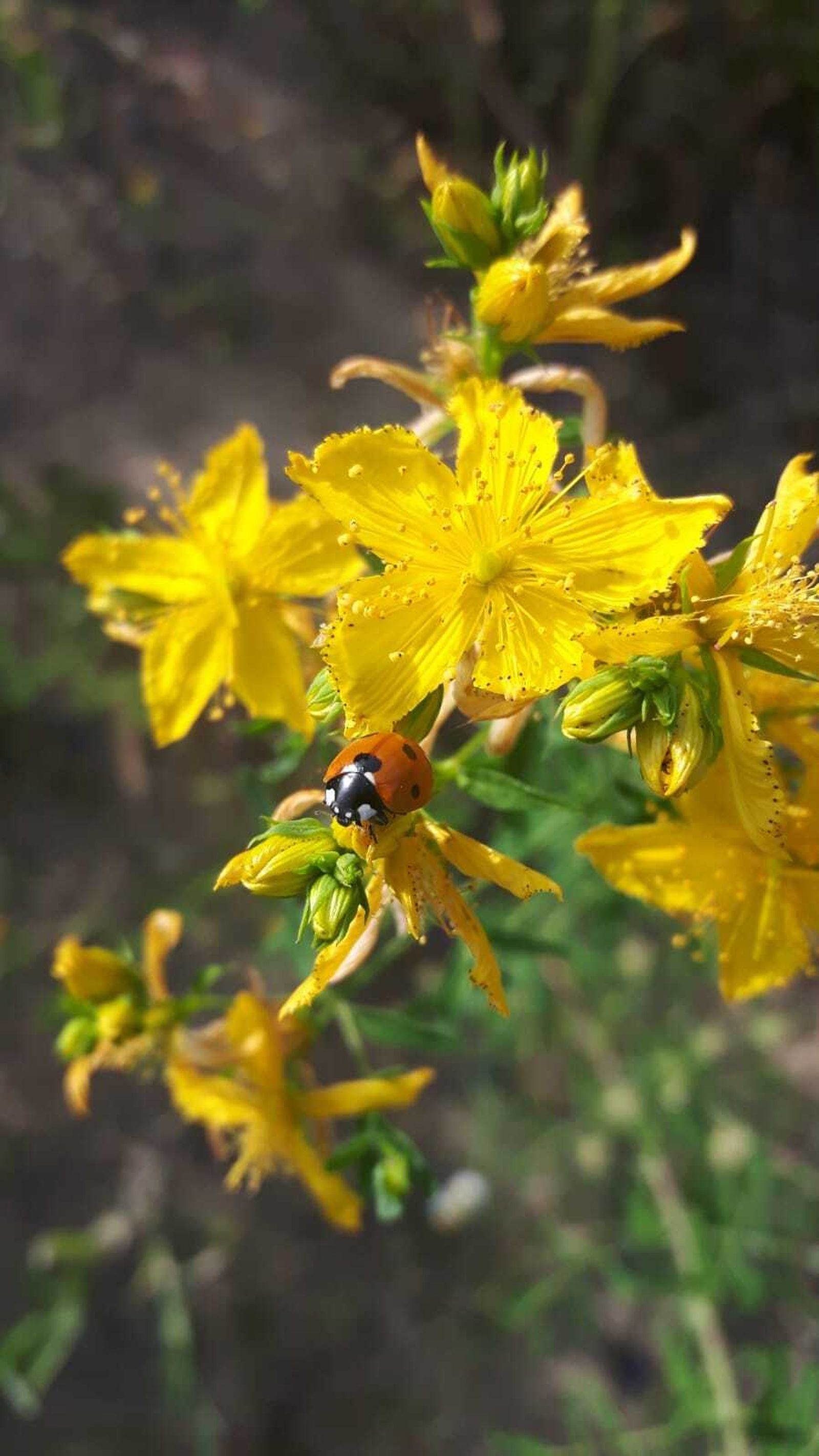 Insecto en una flor.
