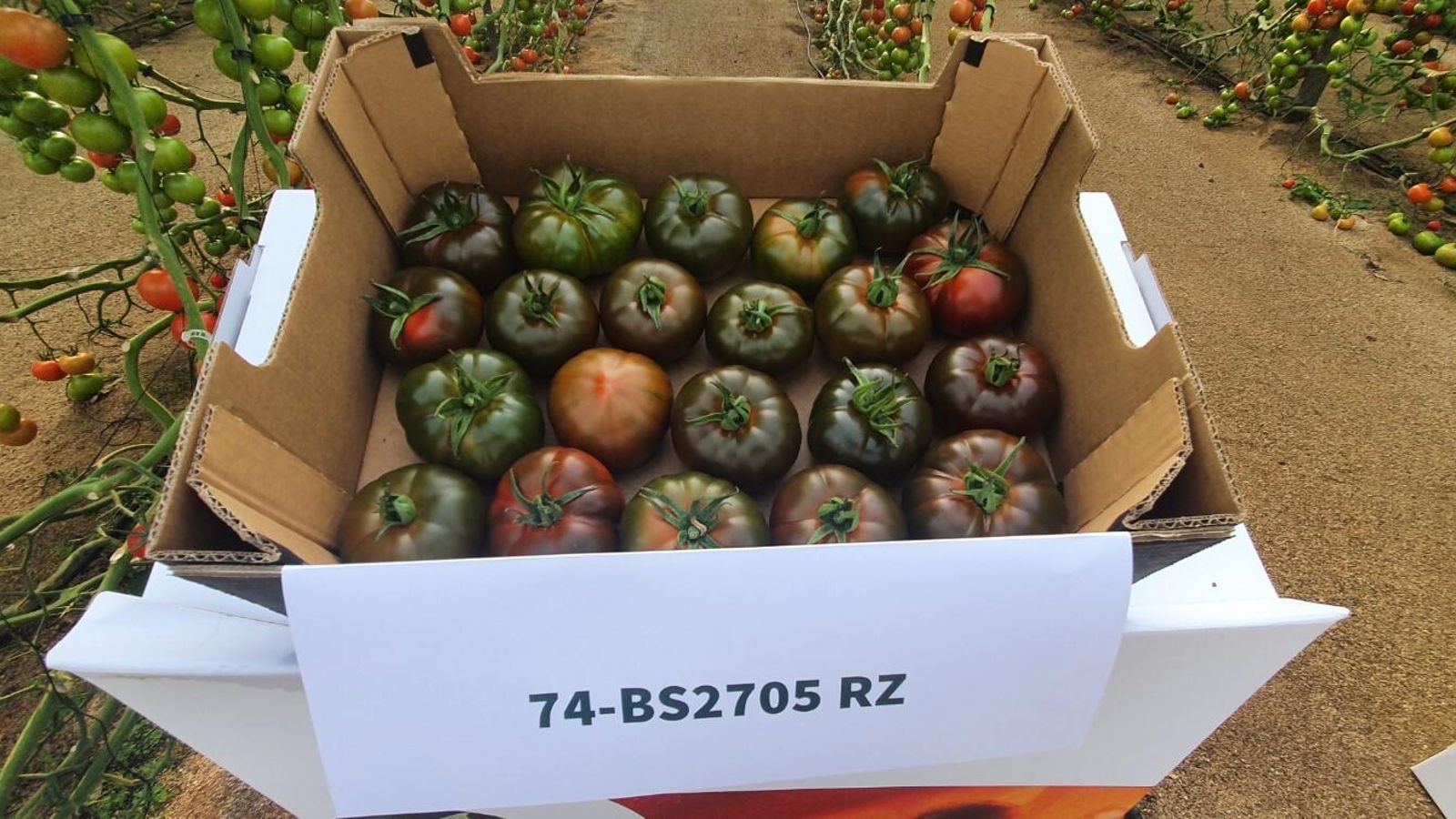 El nuevo marmande tipo chocolate de Rijk Zwaan.