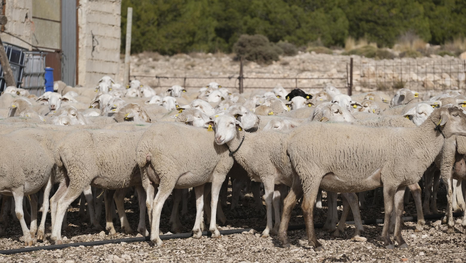Fotogalería de la ganadería tradicional de Vélez Rubio, las imágenes más tiernas de los corderos recién nacidos