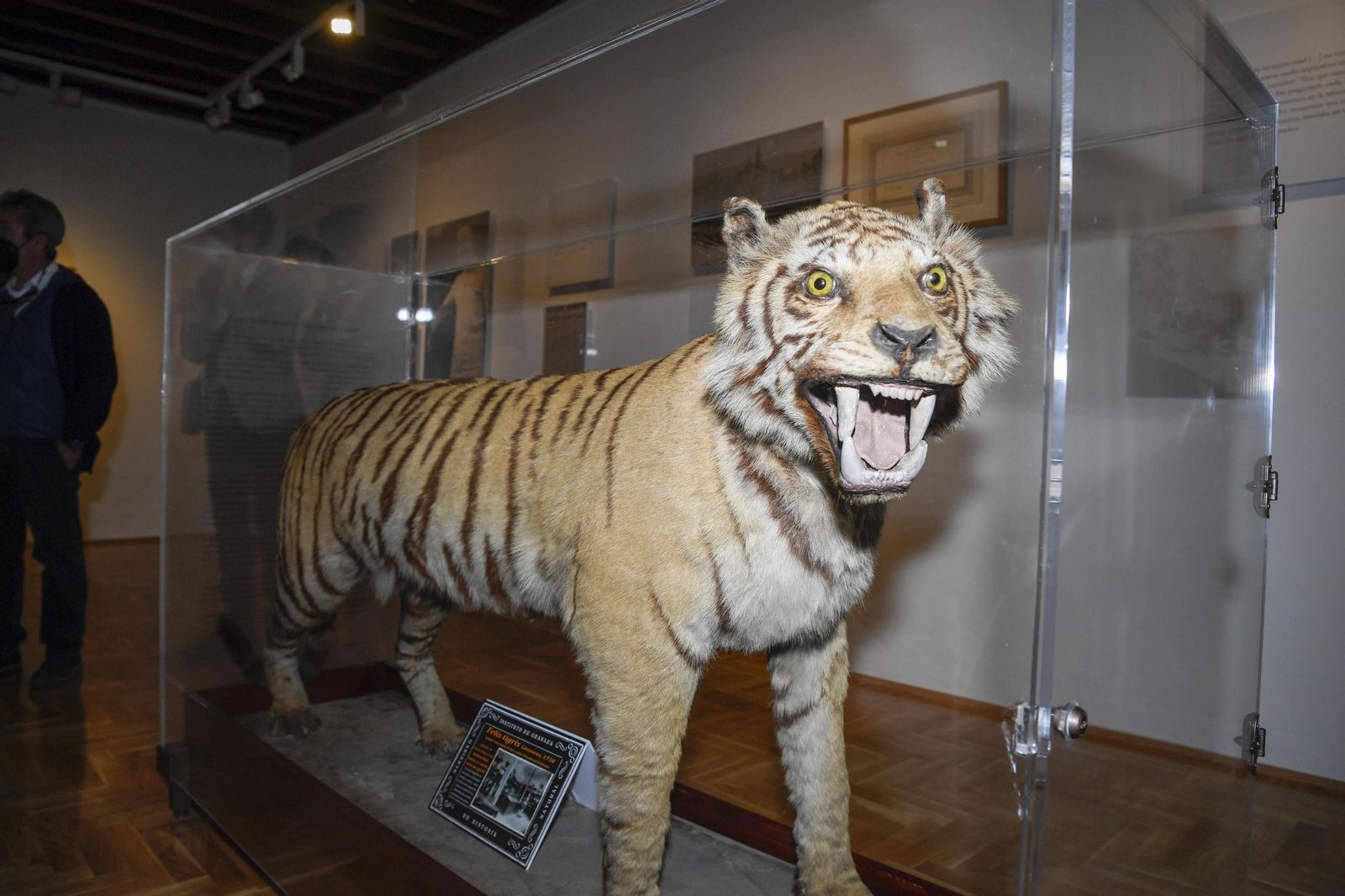 Ayala y los animales:  "¿Dónde está el Tigre?"