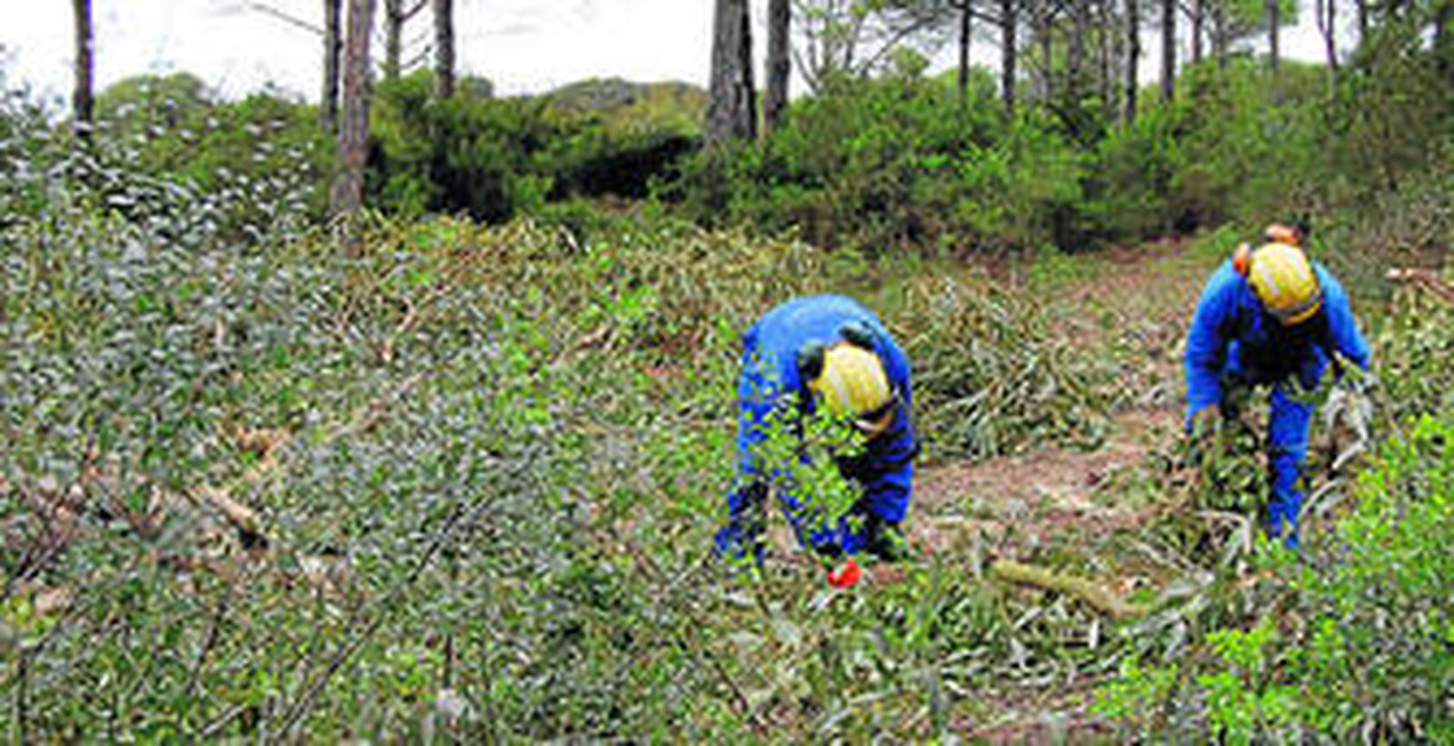 Operarios acopiando ramas de la planta invasora en el acantilado de la playa chiclanera.