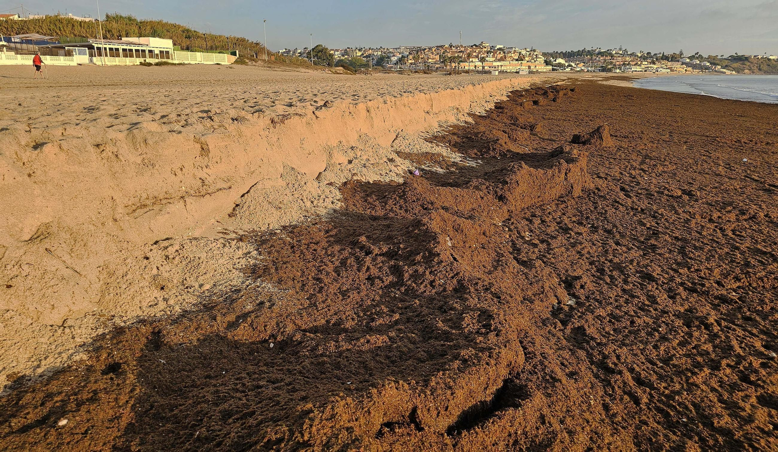 Fotos del nuevo arribazón de alga asiática en la playa de Getares de Algeciras
