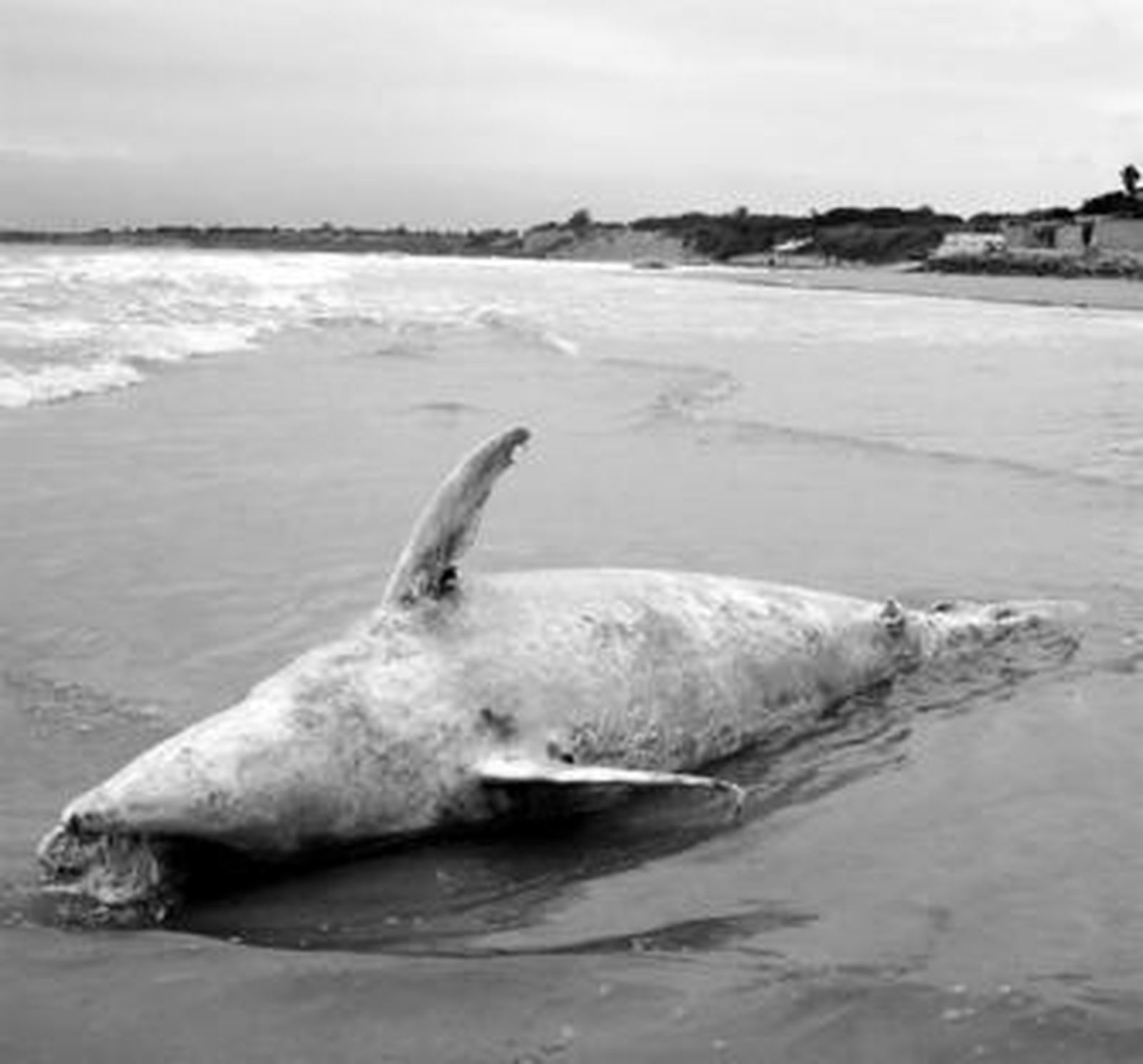 El cetáceo fue hallado en la tarde del jueves.