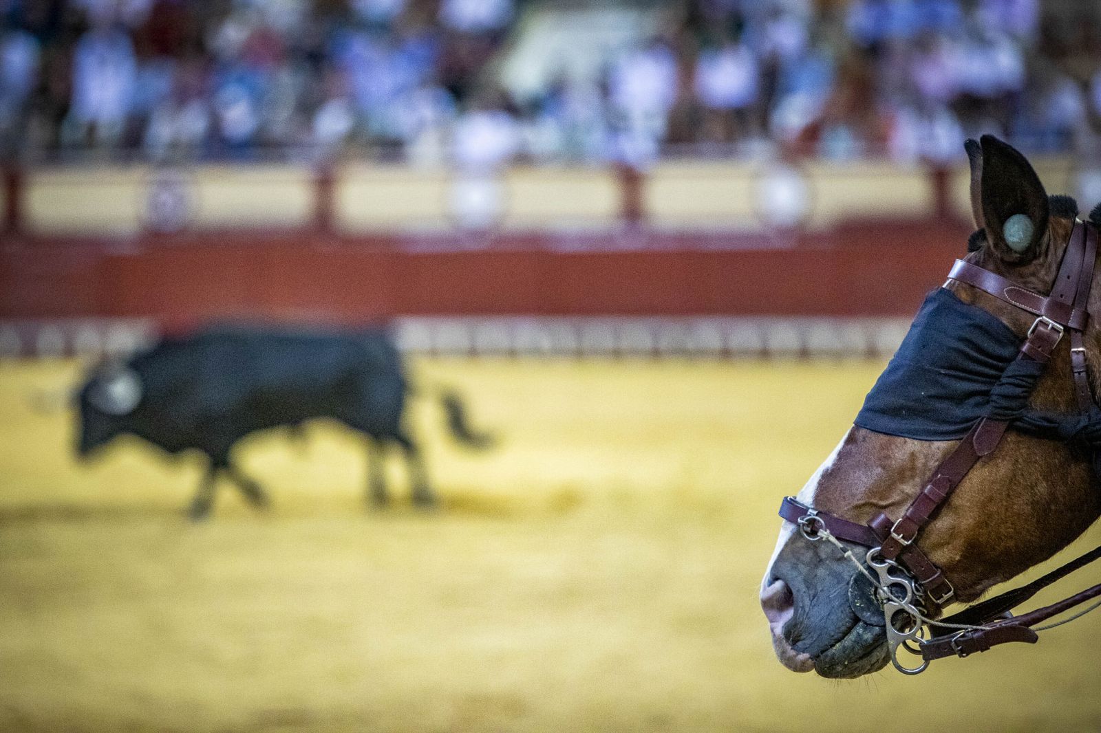 Daniel Crespo, Manzanares y Juan Ortega, en la plaza de toros de El Puerto
