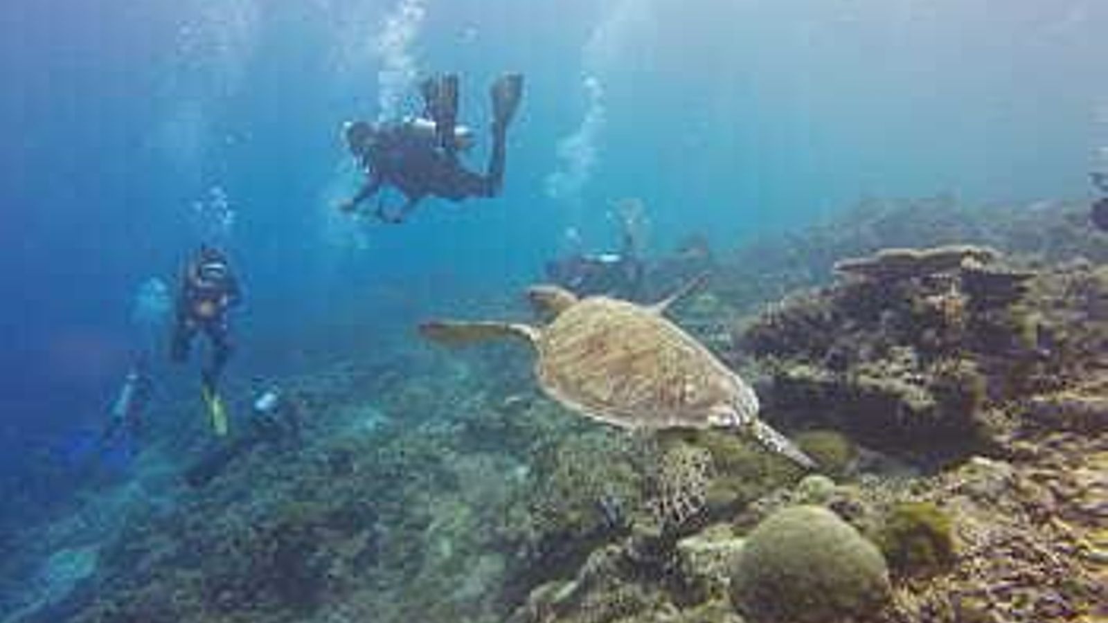 Las aguas cristalinas de la costa andaluza son ideales para el buceo.