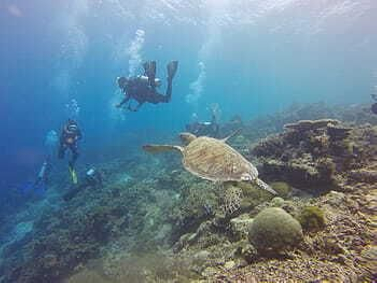 Las aguas cristalinas de la costa oriental andaluza son ideales para el buceo. Las aguas cristalinas de la costa oriental andaluza son ideales para el buceo.