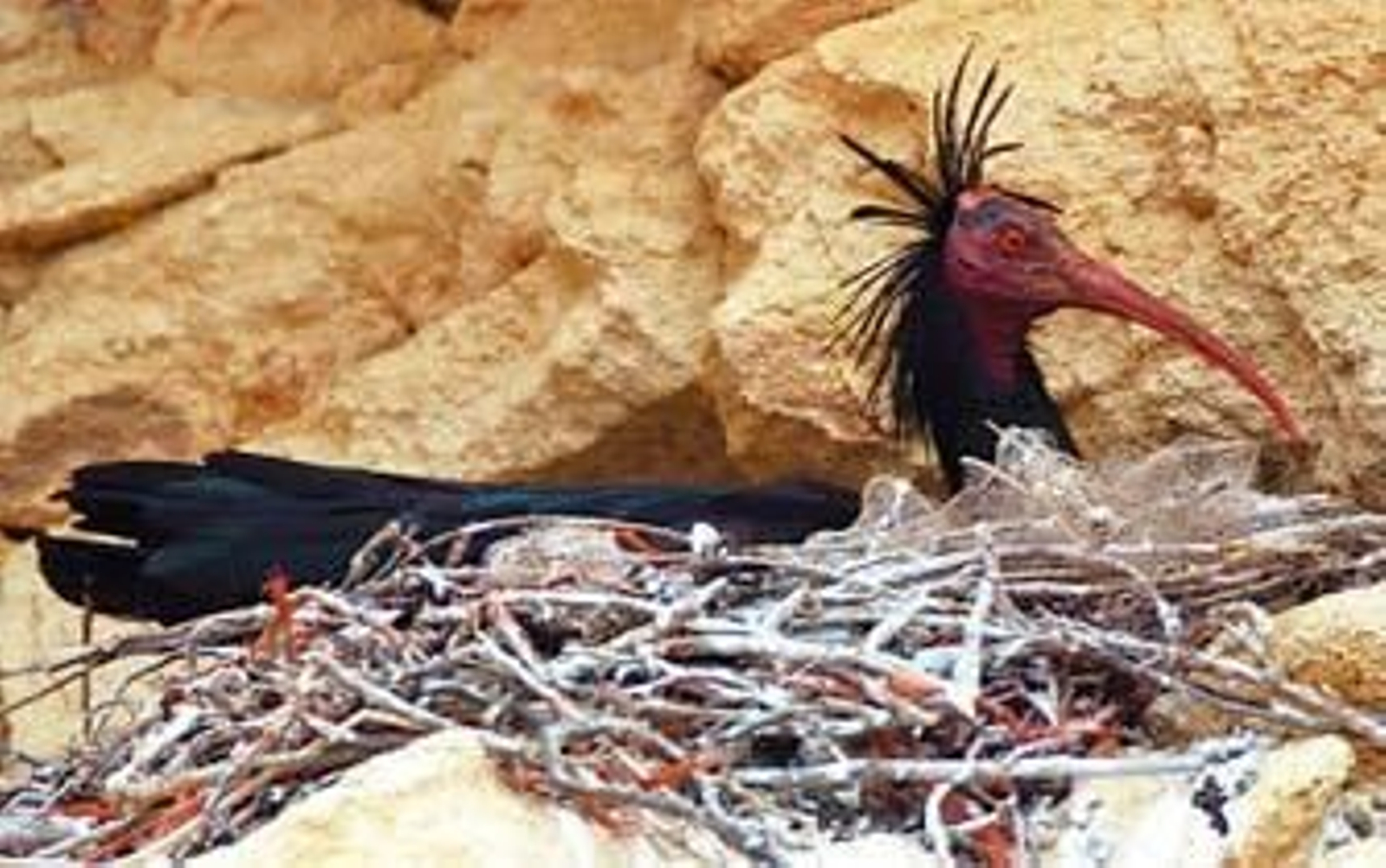 Anida en Conil una nueva colonia de Ibis Eremita