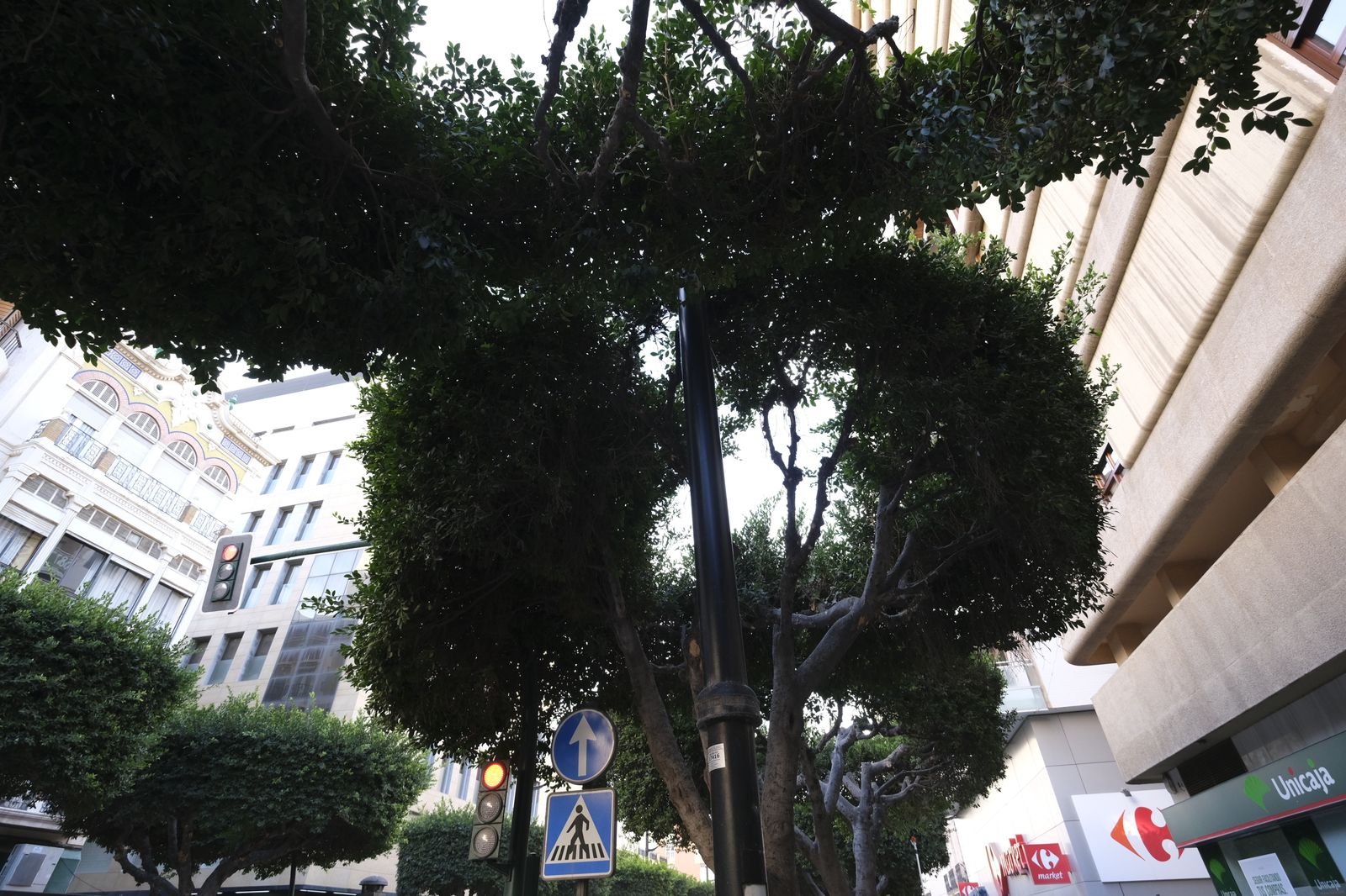 Los ficus reducen su diámetro y ganan volumen en altura