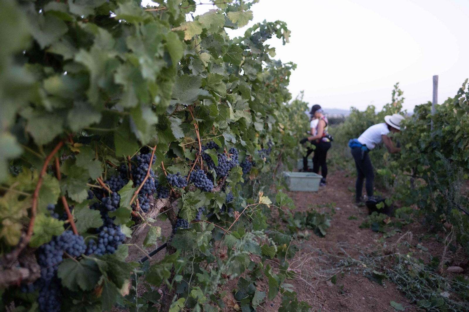 La vendimia de la Serranía, en imágenes