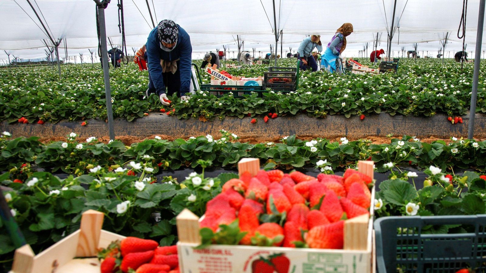 Proceso de recolección de fresas en una finca de Cartaya.