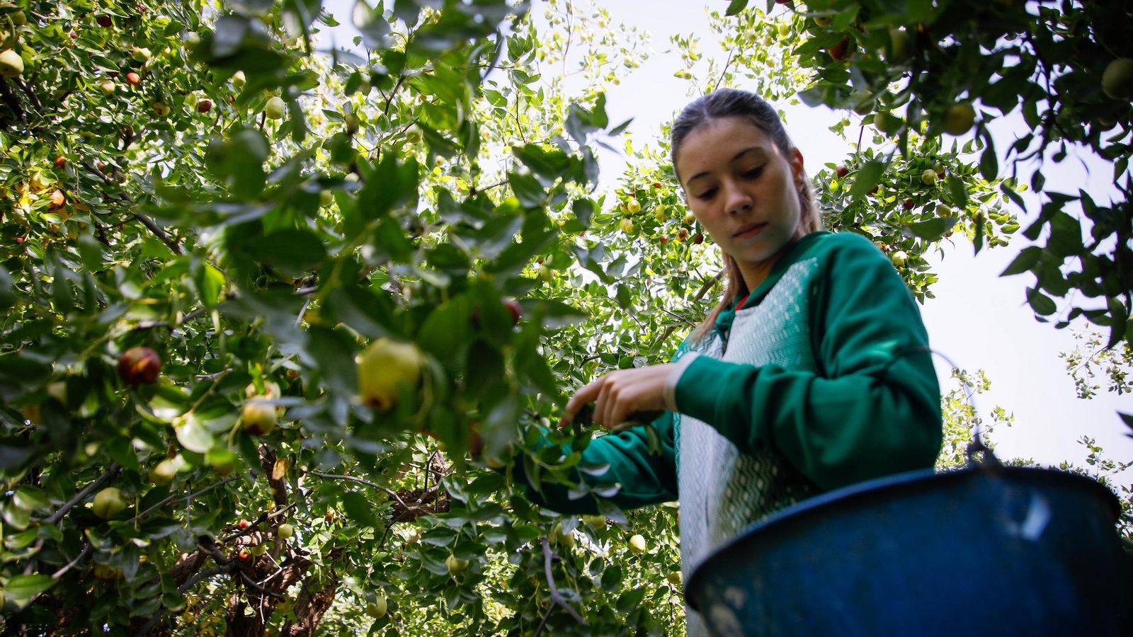 Una mujer recoge azufaifas de los árboles en un campo localizado en la provincia de Almería durante el presente año.