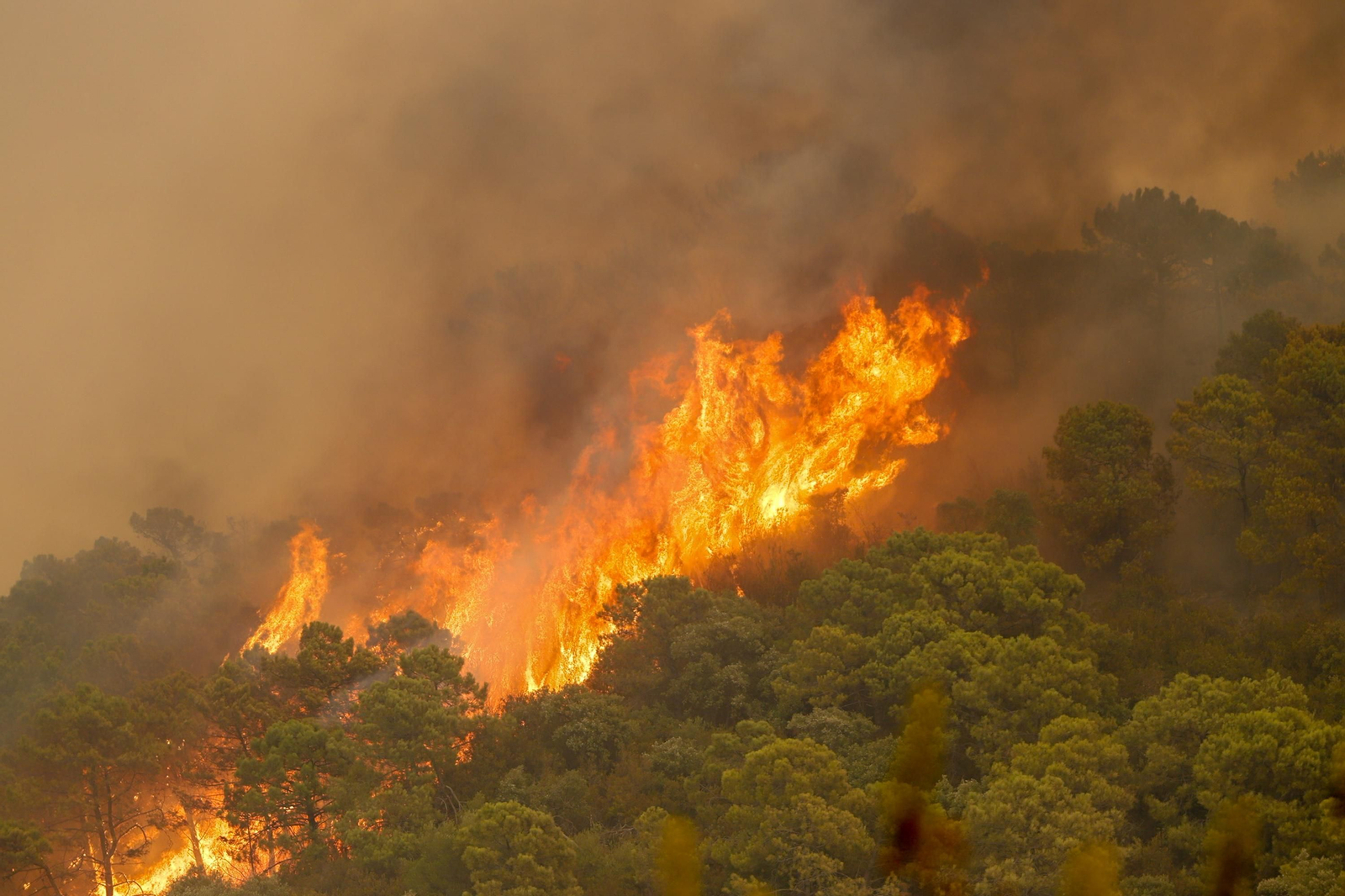 Las fotos del incendio forestal que afecta a Jubrique, Genalguacil y Estepona