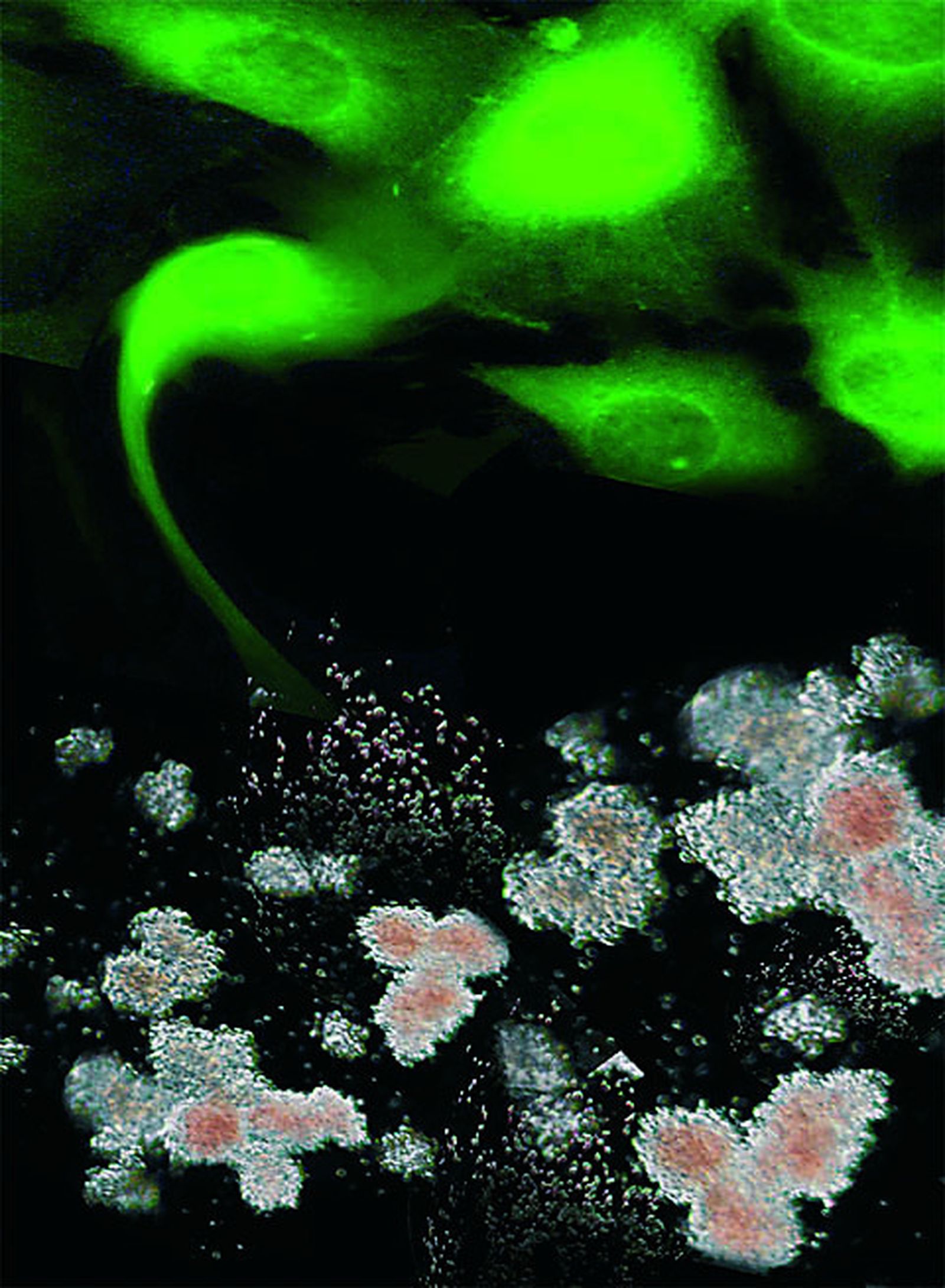 Así es el viroma humano, los virus "buenos" que viven en nuestro cuerpo