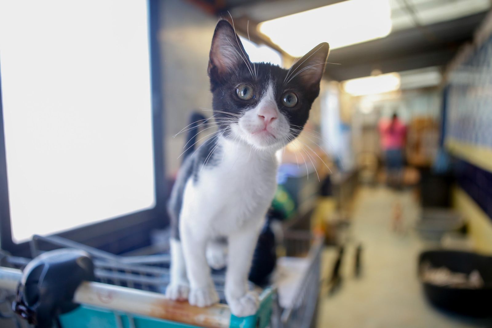 Las fotos de la protectora de animales de La Línea El gato andaluz