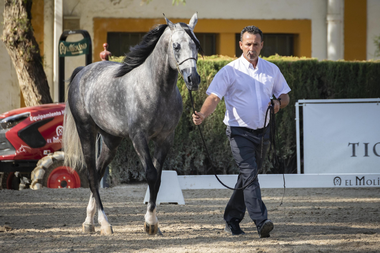 El concurso Campeón de Campeones en el Depósito de Sementales de Jerez