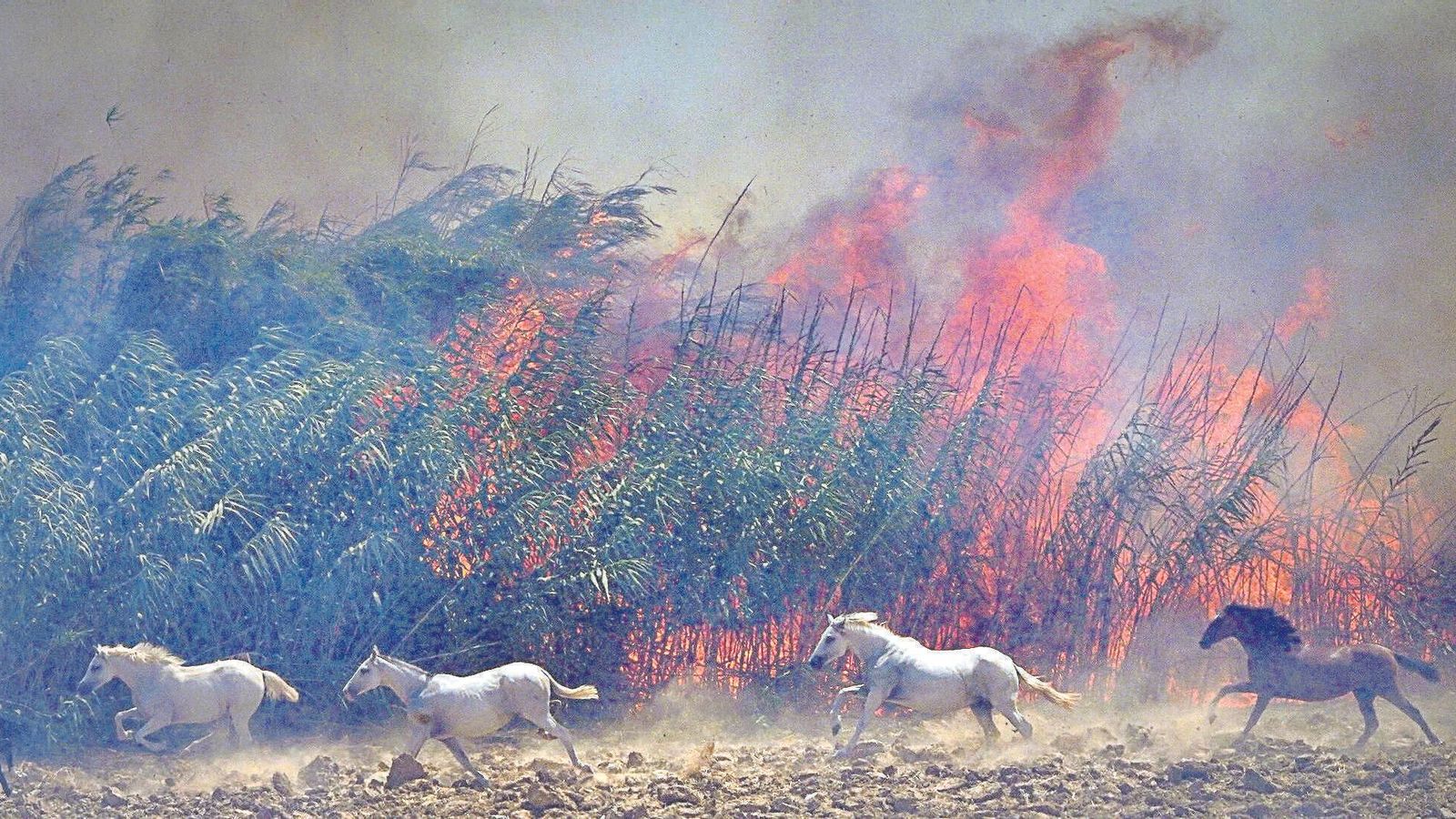 En julio de 2022 un incendio desatado en Lomopardo llegó hasta Jerez, obligando al desalojo de viviendas y manteniendo en jaque a la ciudad durante tres días.