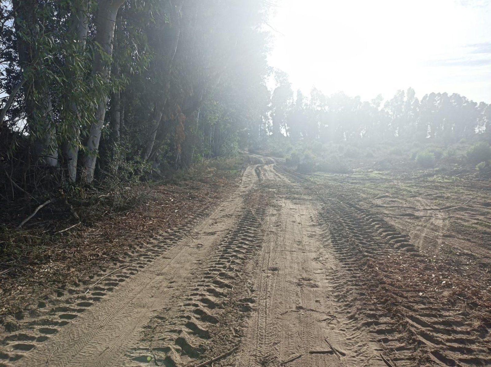 Fotos del Camino de San Diego en Almensilla