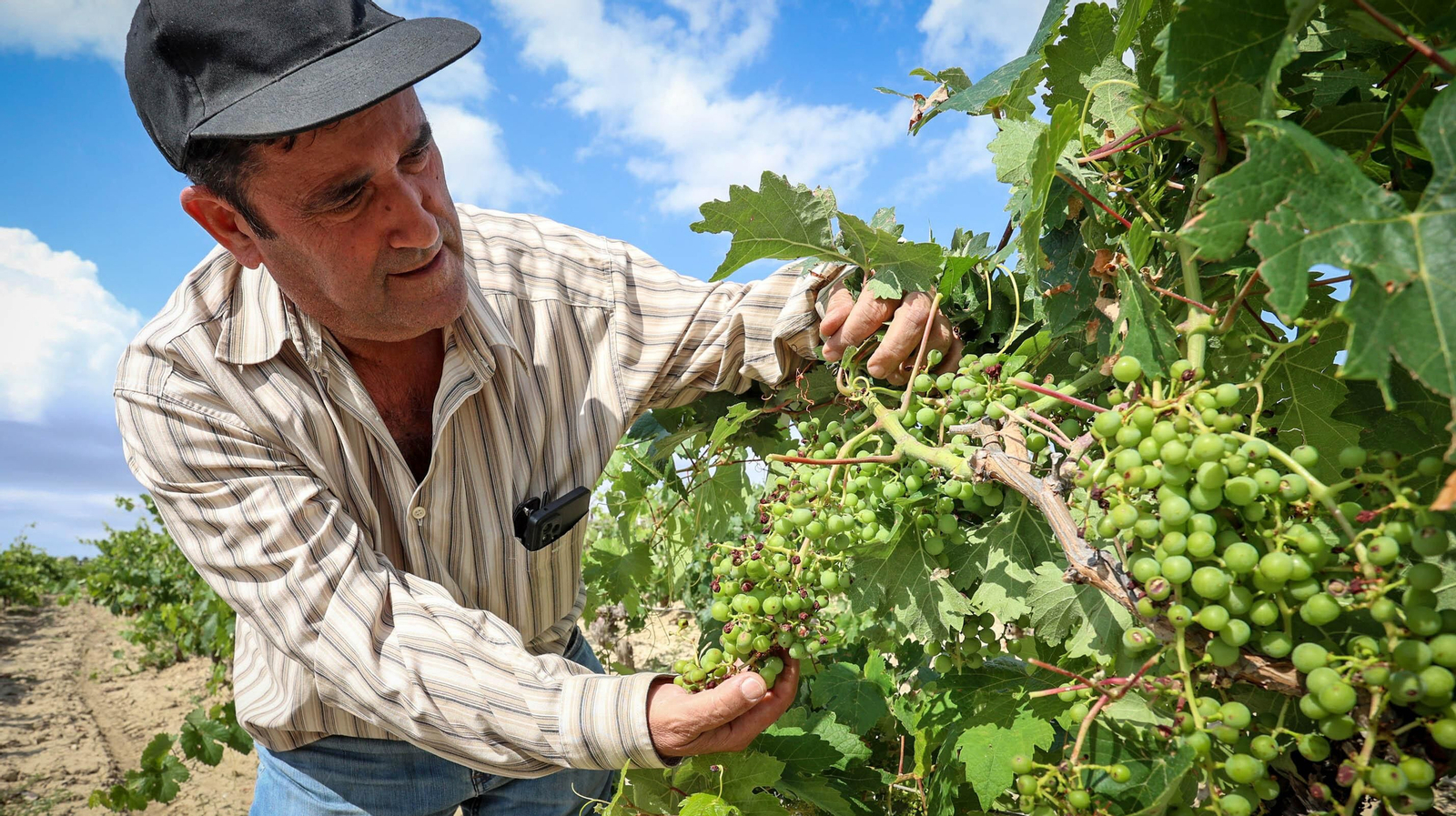El pedrisco daña los viñedos de Trebujena
