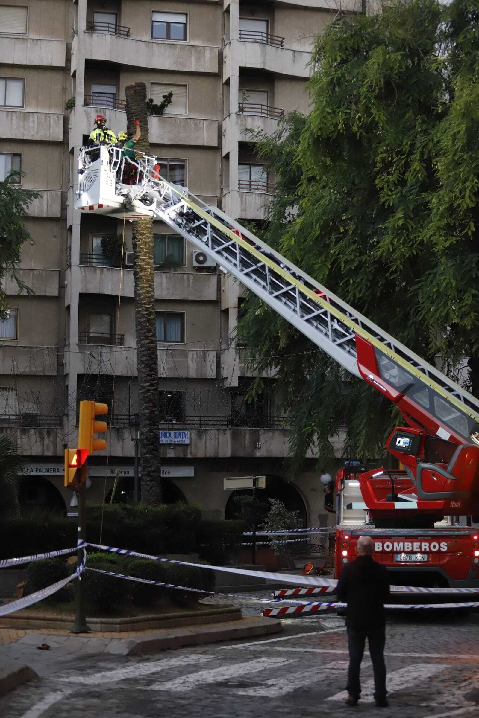 Las imágenes de la tala de la emblemática Palmera de Huelva