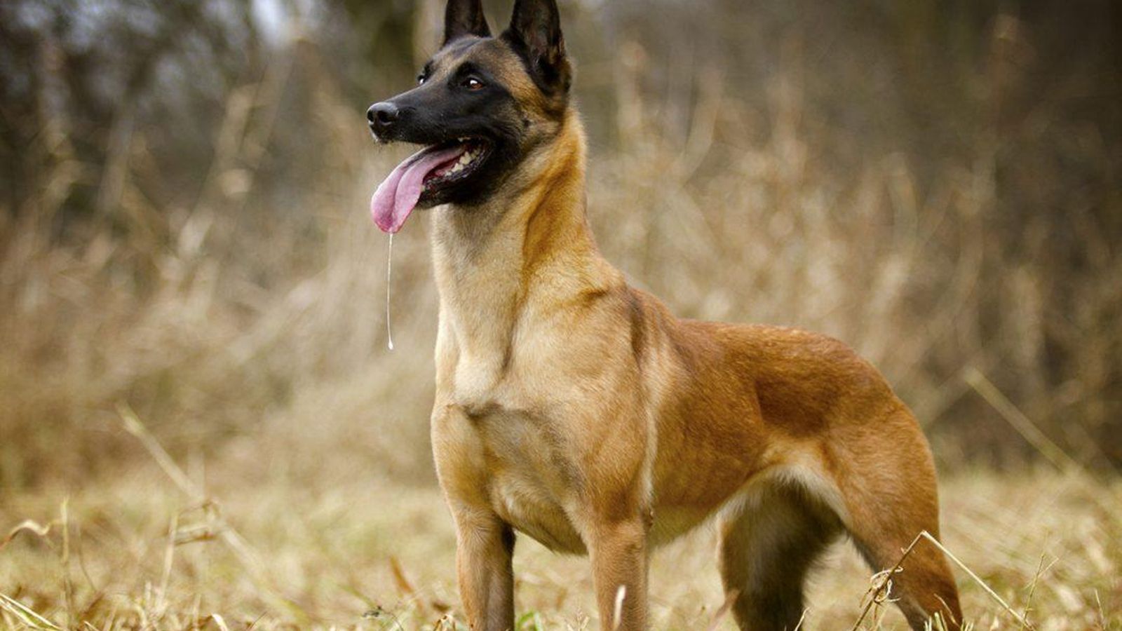 Pastor-Belga-Malinois