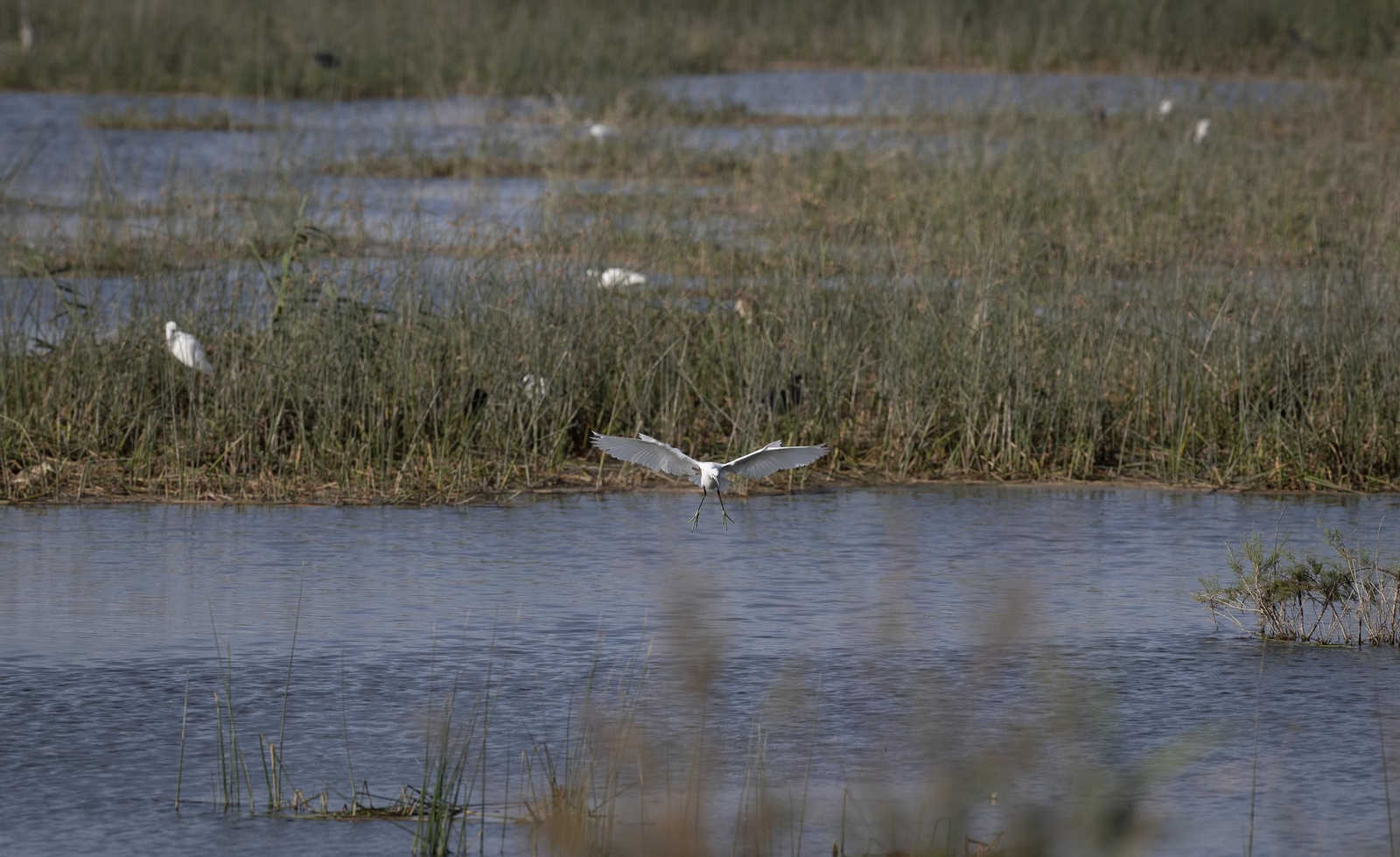 Aves en un humedal