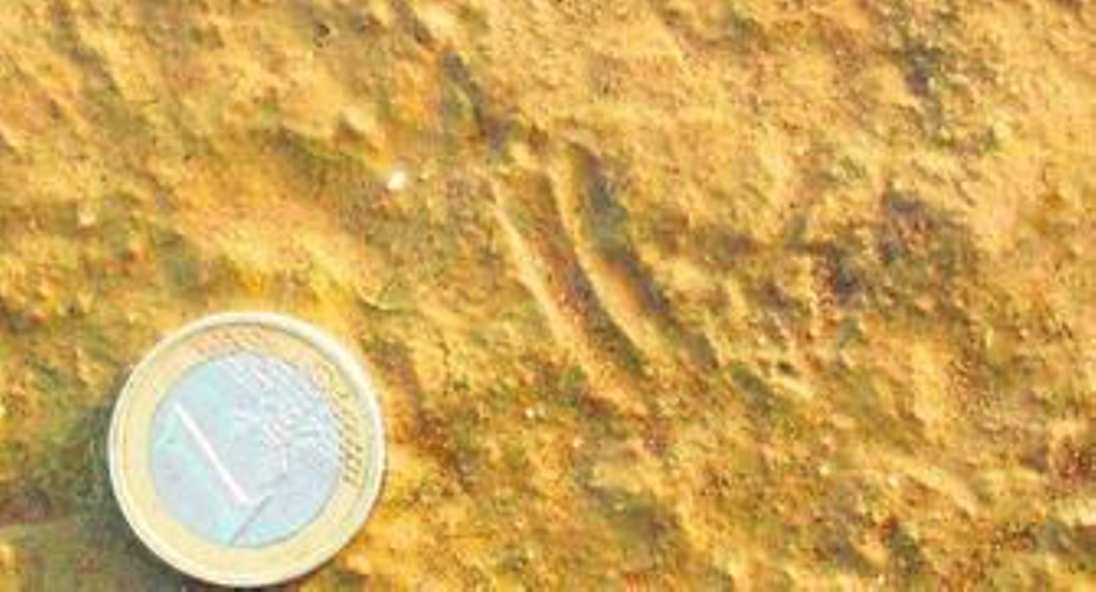 Huellas fósiles de unos seis millones de años