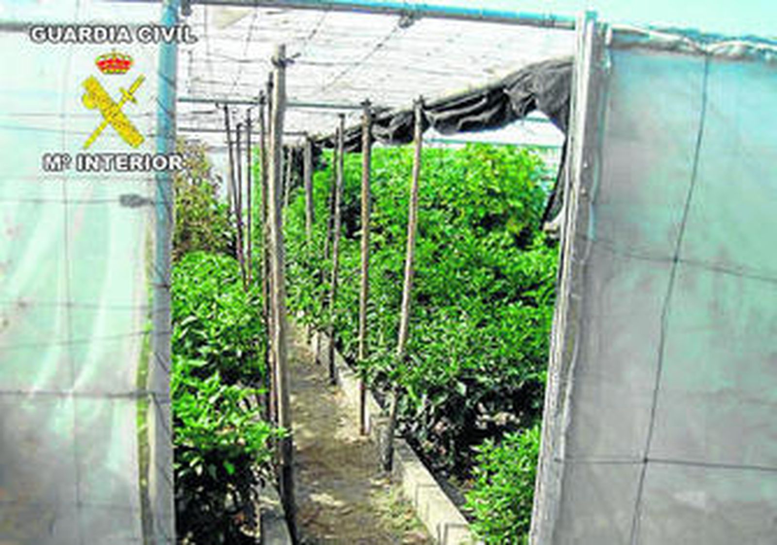 Una terraza de marihuana