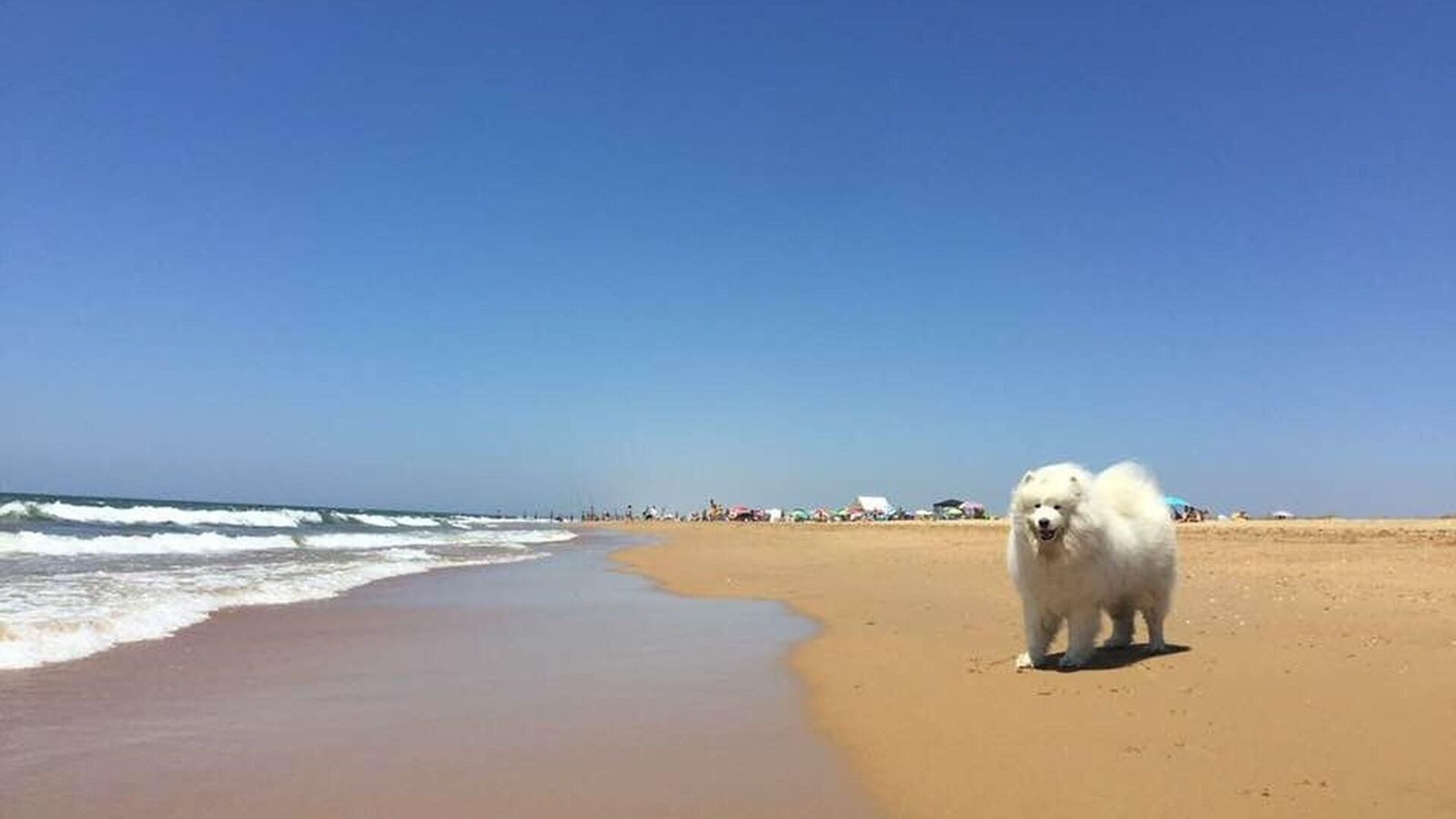 Un perro feliz en la playa Un perro feliz en la playa