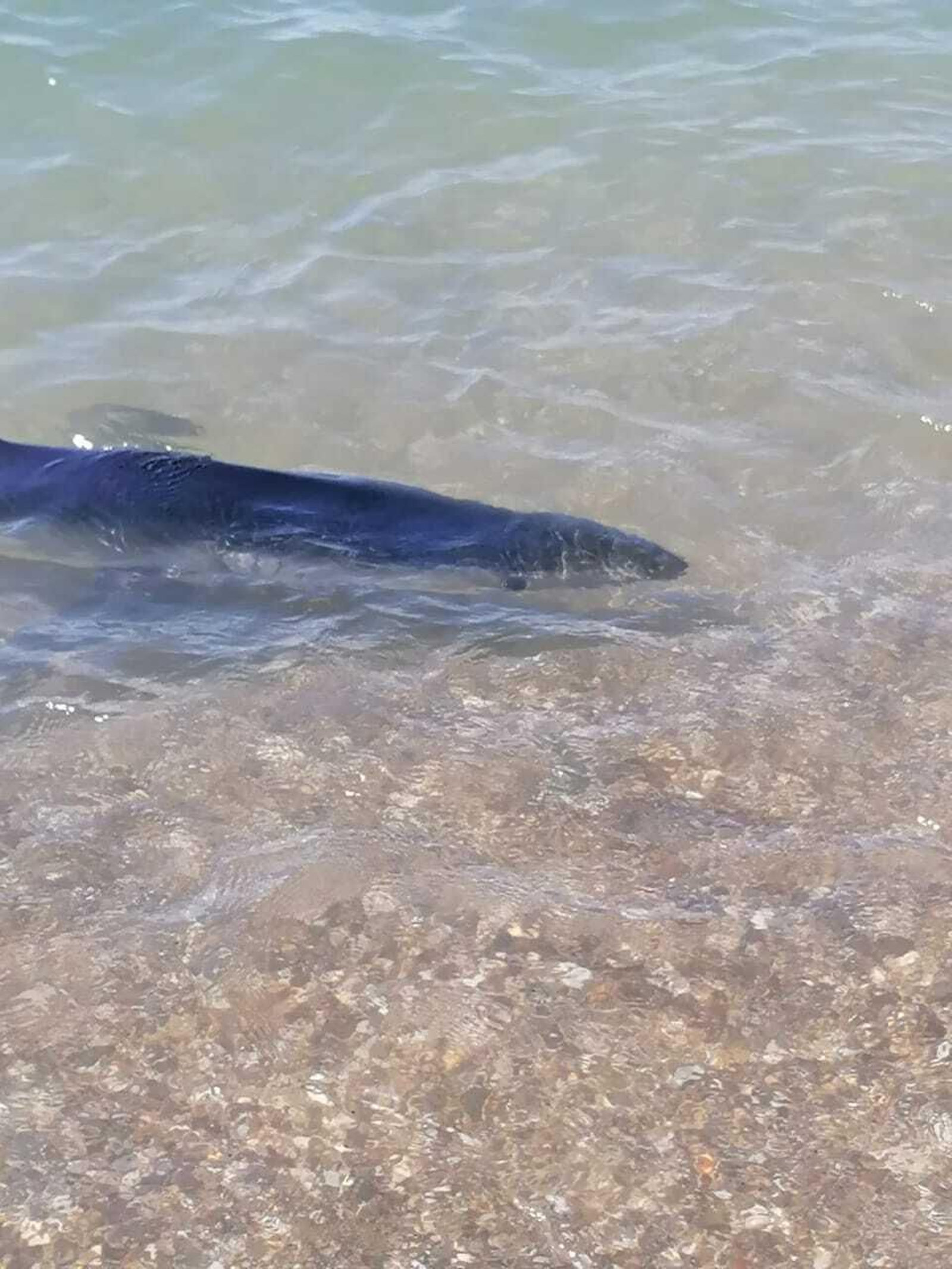 El rescate del tiburón a la orilla de una playa de Benalmádena, en fotos