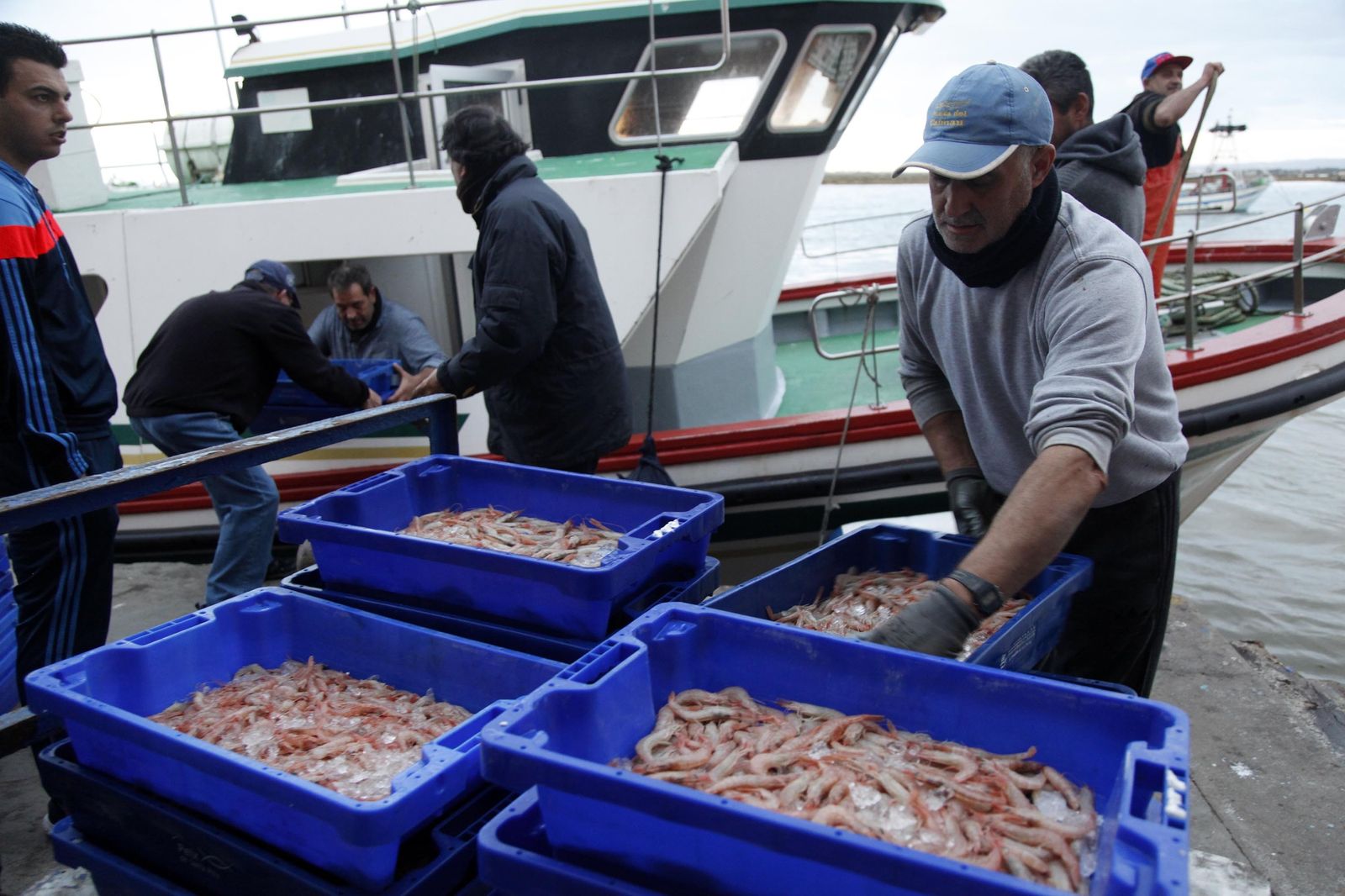 Descarga de gamba blanca en el puerto de Isla Cristina.