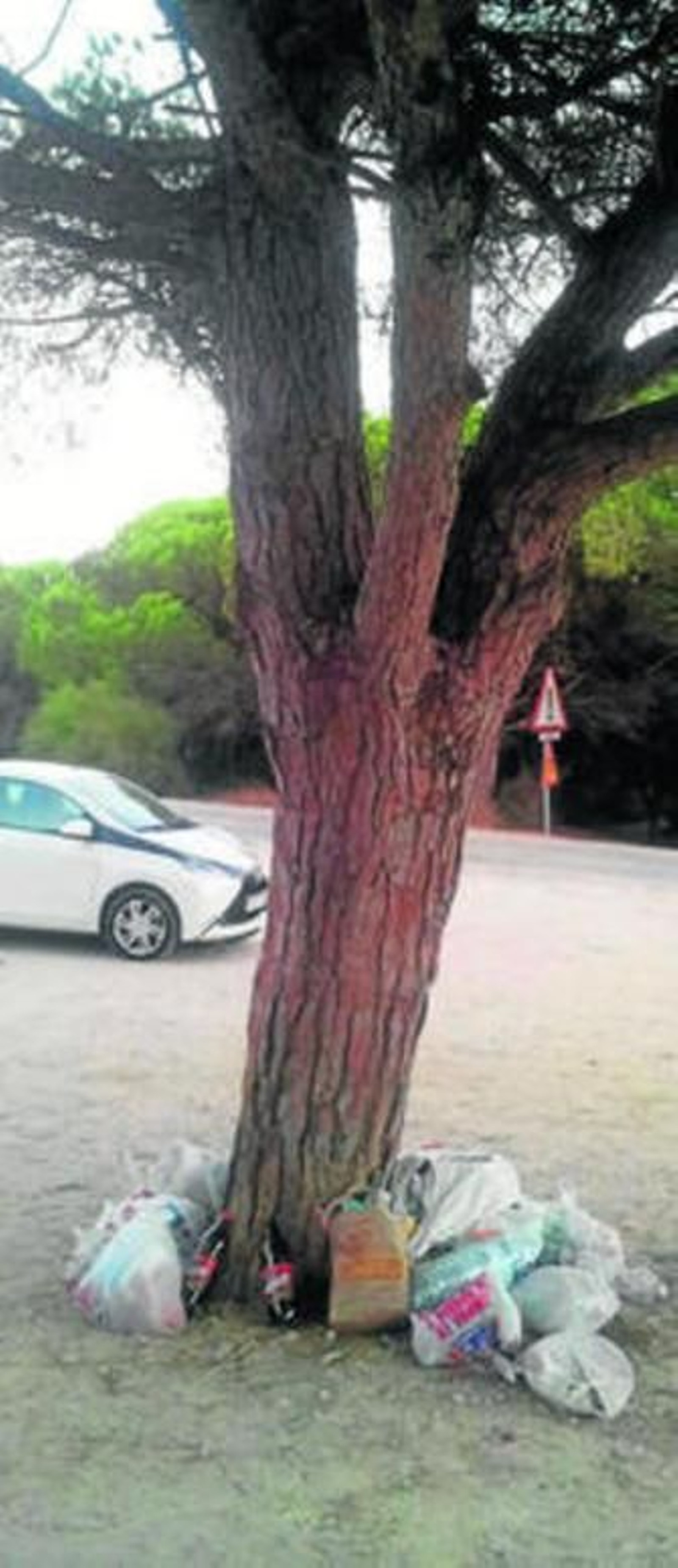 1. En el pinar que rodea a la duna de Valdevaqueros las bolsas de basura se acumulan tras el paso de turistas y usuarios habituales. 2. El área de la Ballenera, en pleno Parque Natural del Estrecho, es una de las partes más afectadas por la suciedad en el litoral algecireño. 3. Dos bolsas de basura cuelgan del cartel que anuncia el Sendero de la Miel. 4. Las zonas de campo entre Algeciras y Los Barrios también se han visto muy perjudicadas.
