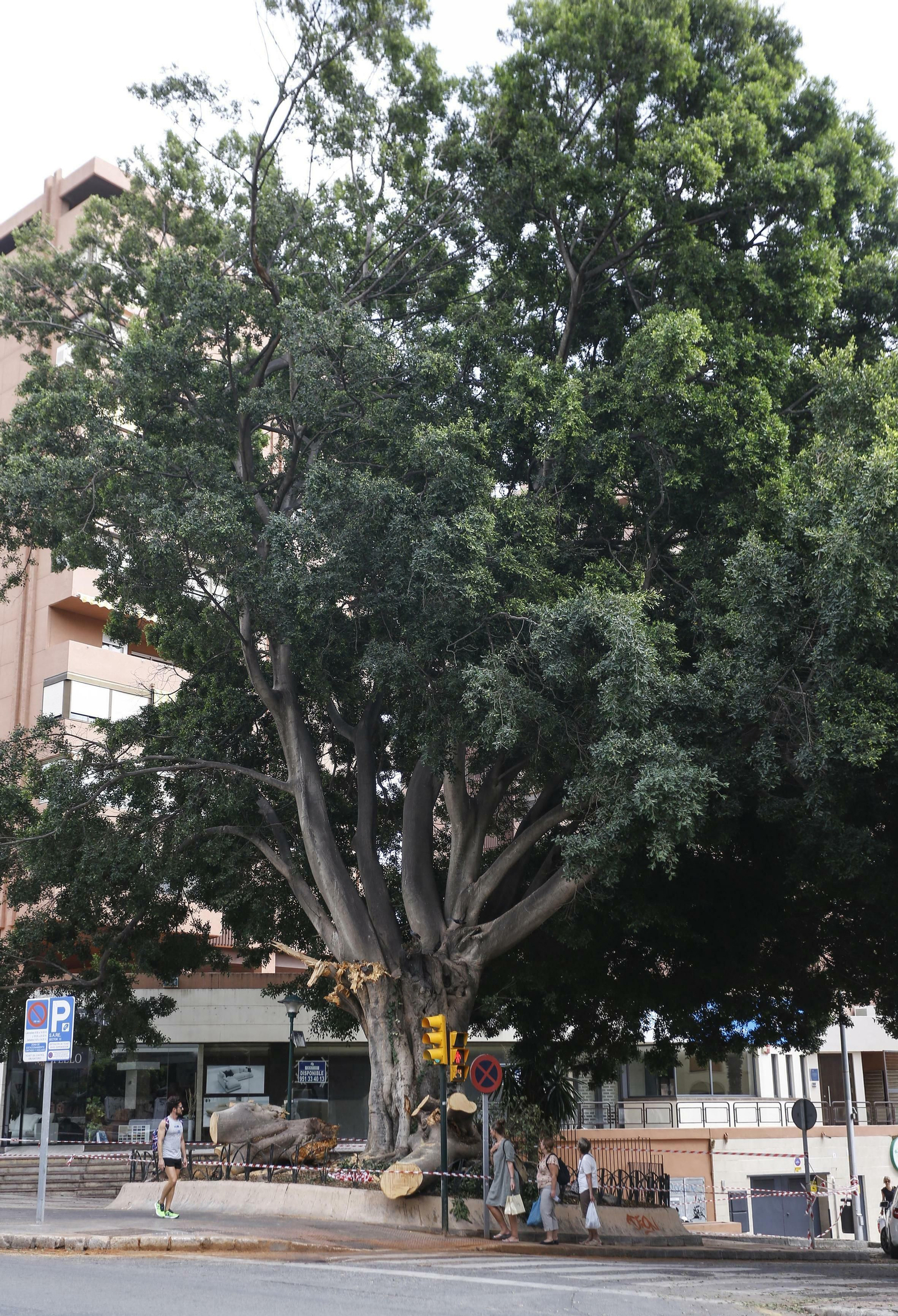 El estado del ficus de la fuente de Reding tras la tormenta