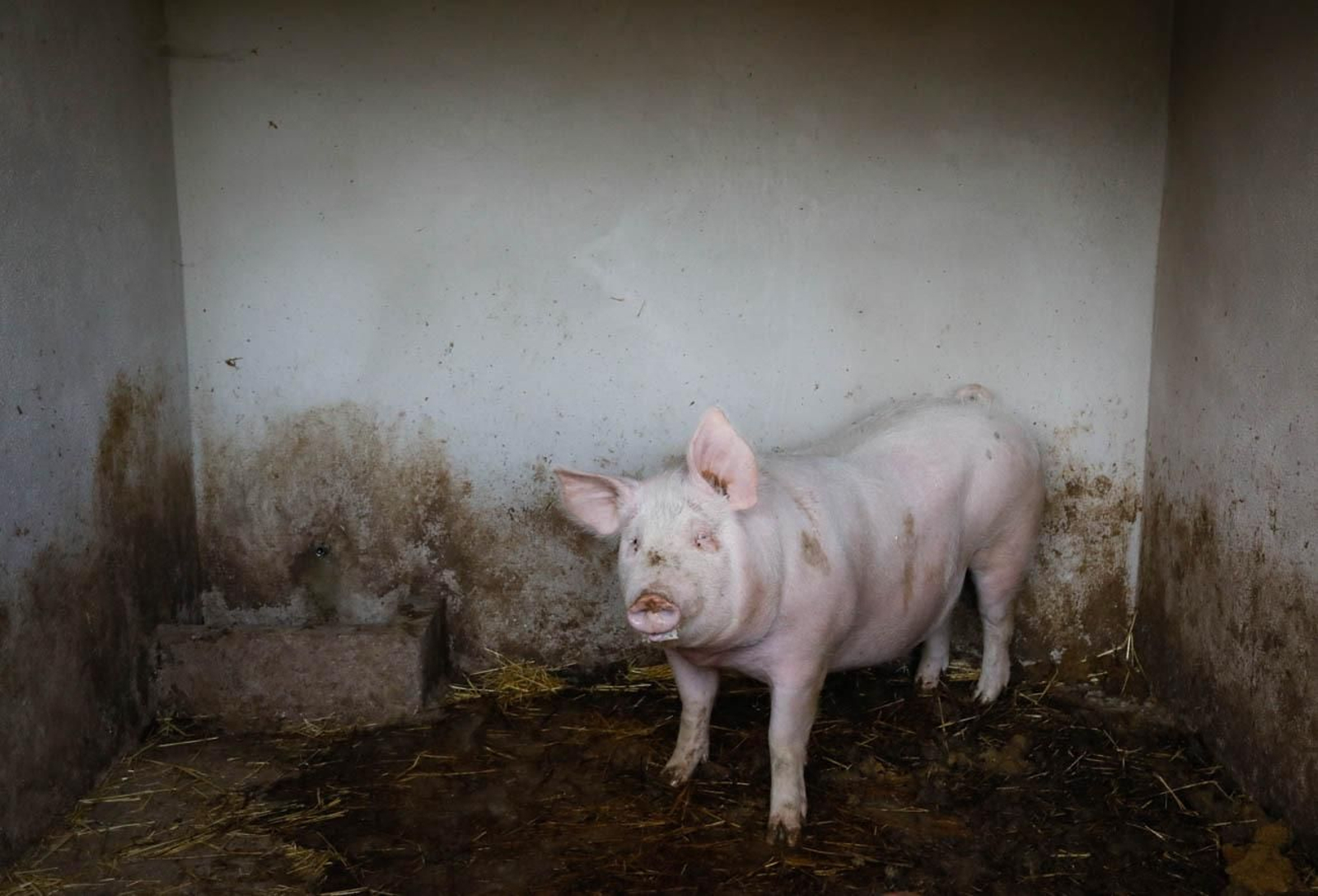 Te contamos en imágenes como son las matanzas en Chirivel
