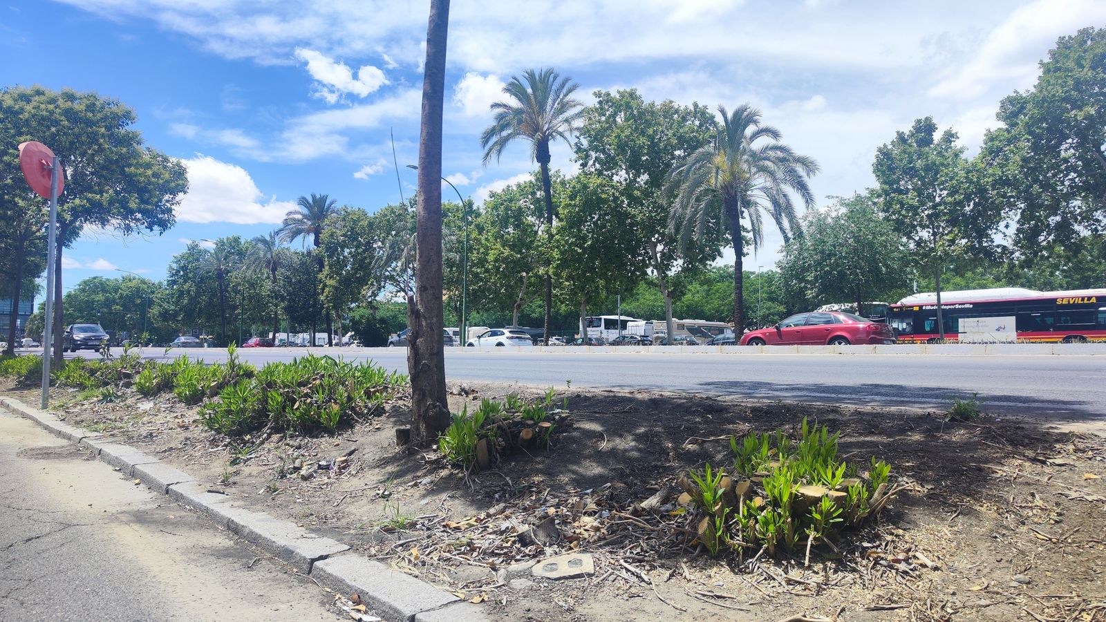 Poda drástica de adelfas en la avenida Kansas City