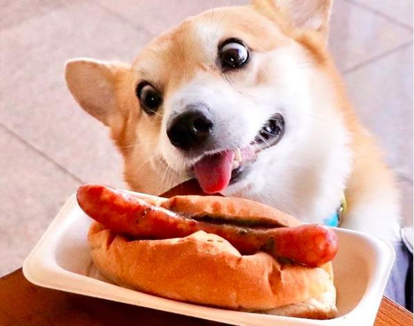 Muere Gen, el perro mundialmente famoso por sus gestos