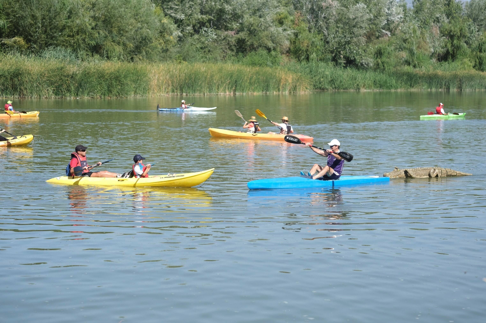 La ruta del caimán por el río Guadalquivir, en imágenes