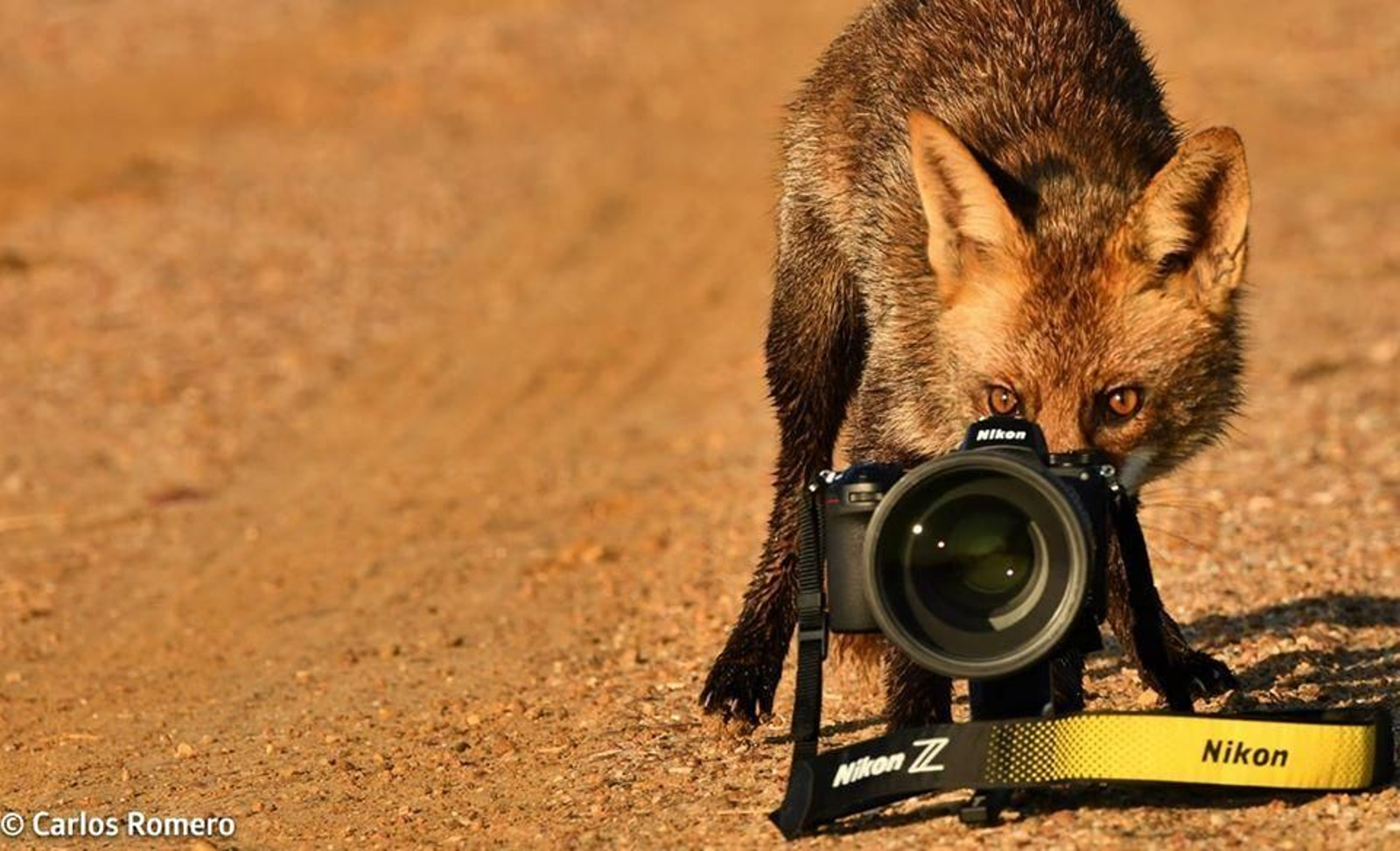 La entrañable amistad entre un zorro de Doñana y el fotógrafo Carlos Romero