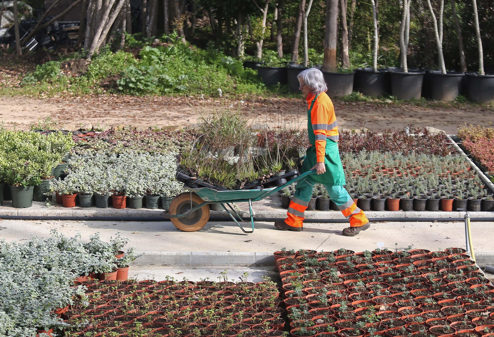 Fotos del vivero municipal de Algeciras