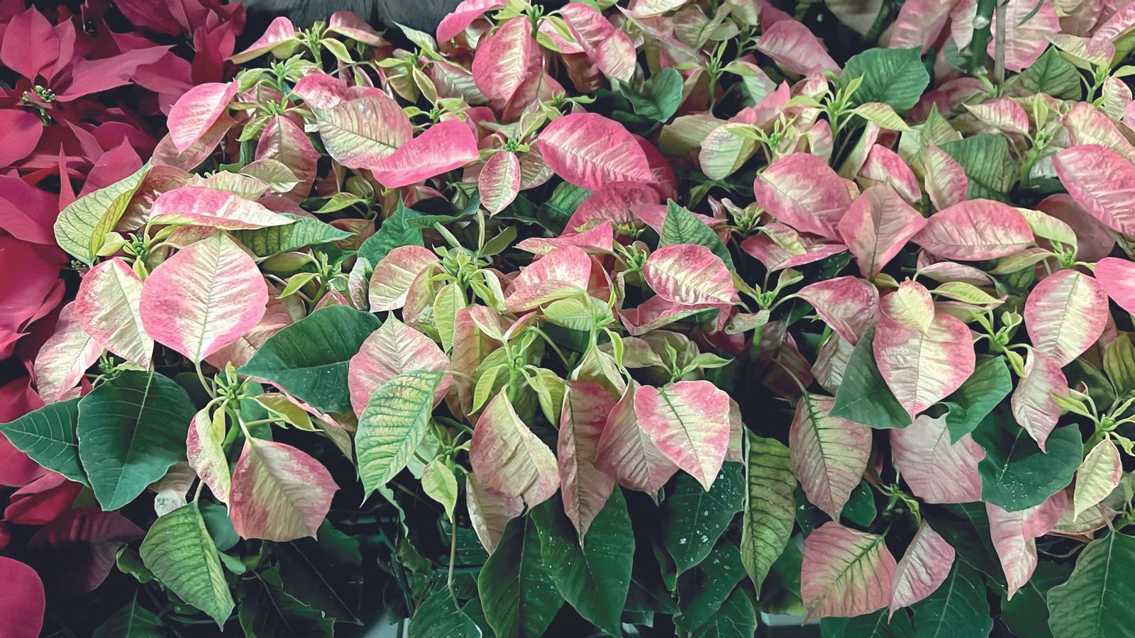 La flor de pascua rosa tiene gran aceptación.